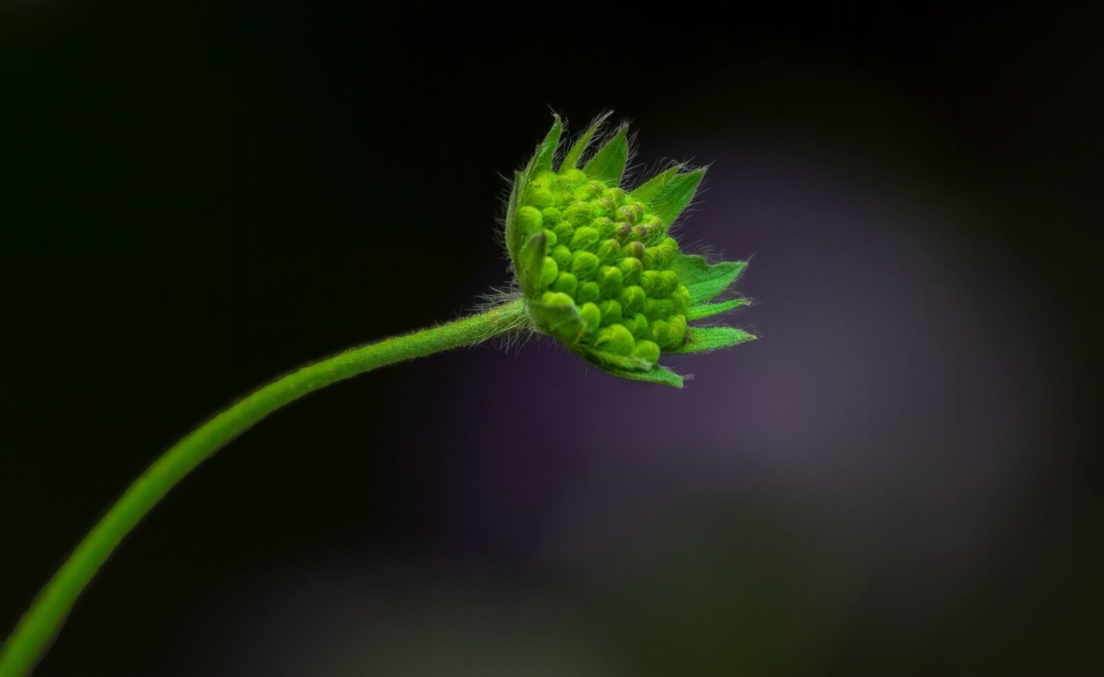 Nikon D7100 sample photo. Flower, nature, spring photography