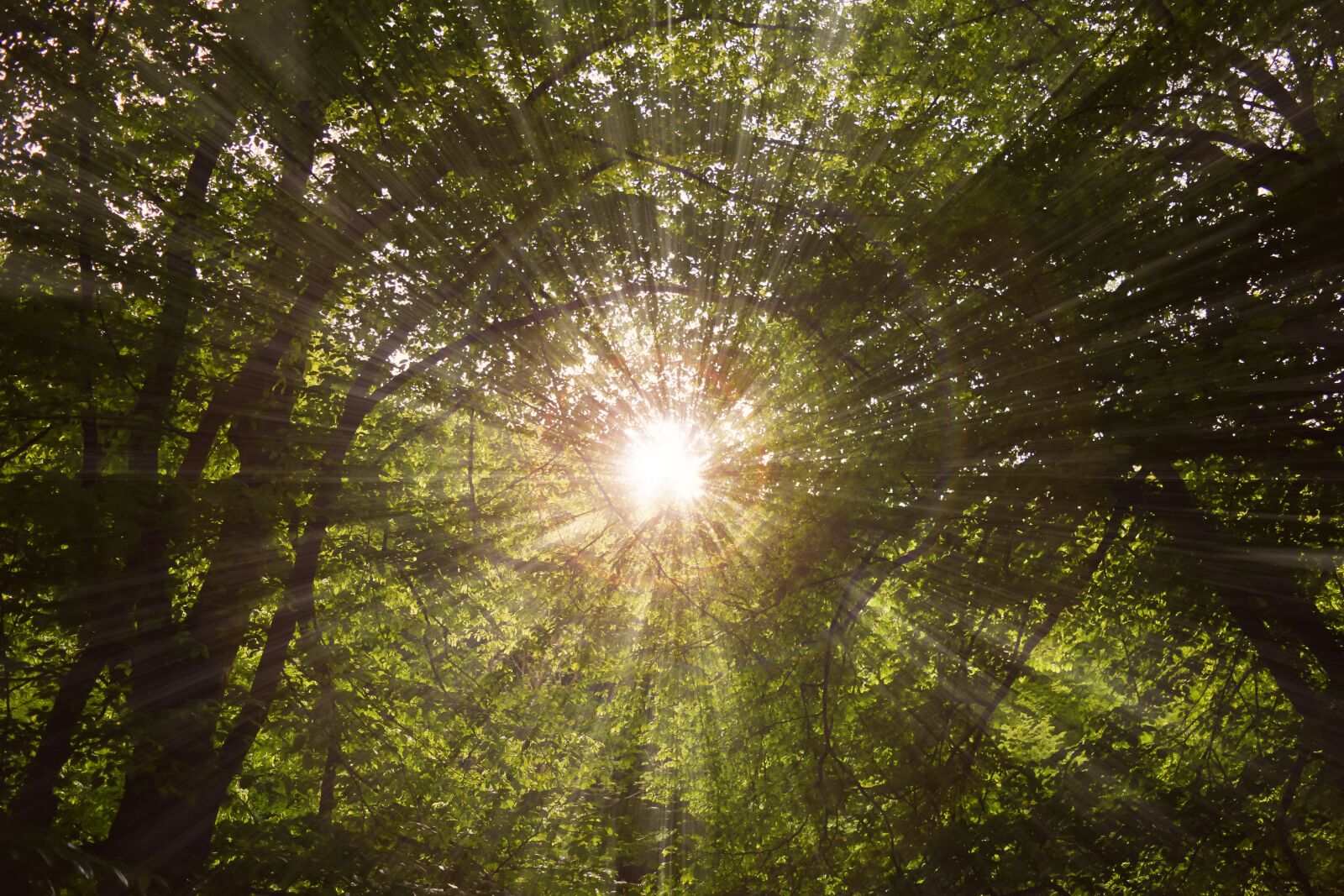 Nikon D3300 sample photo. Forest, trees, nature photography