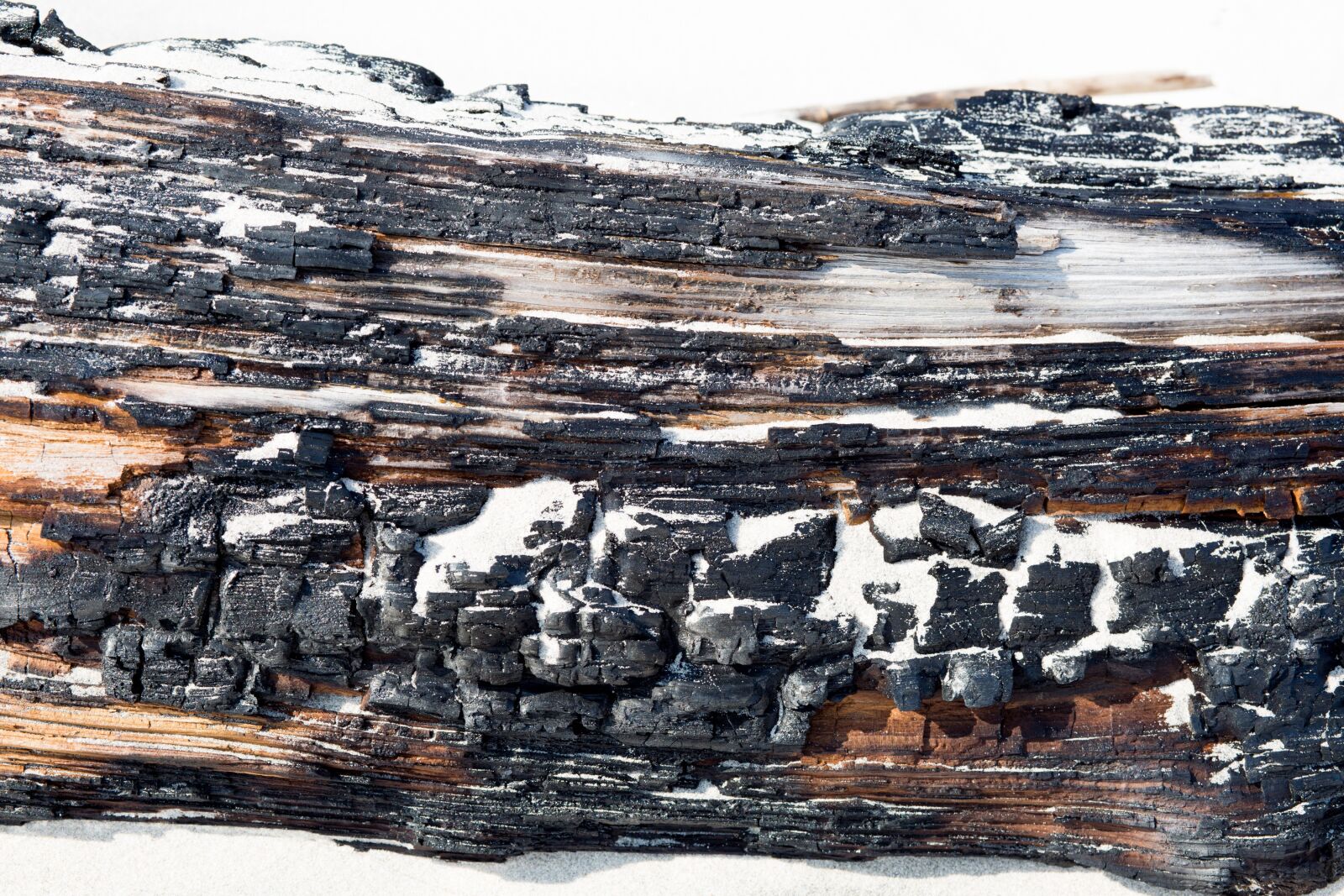 Canon EF 85mm F1.8 USM sample photo. Drift wood, burned, texture photography