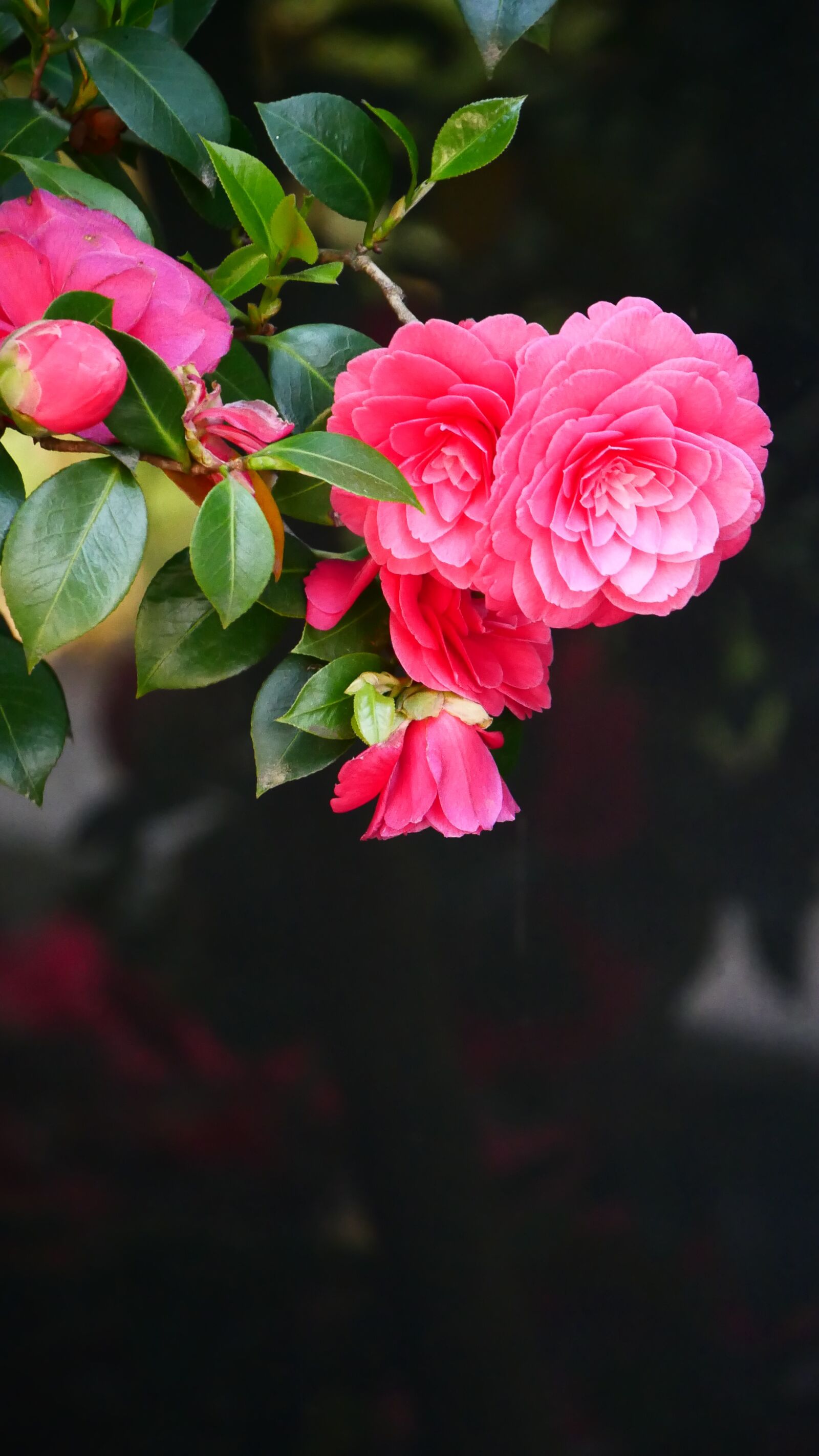 Panasonic DMC-G70 sample photo. Flower, nature, plant photography