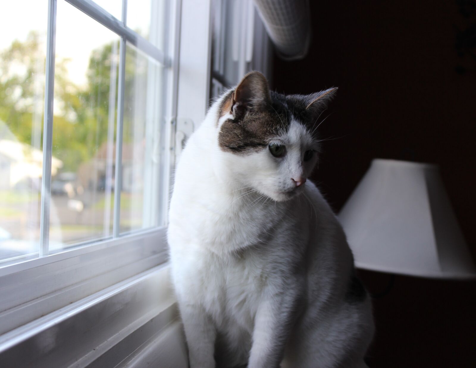 Canon EOS 600D (Rebel EOS T3i / EOS Kiss X5) sample photo. Cat, feline, kitty photography