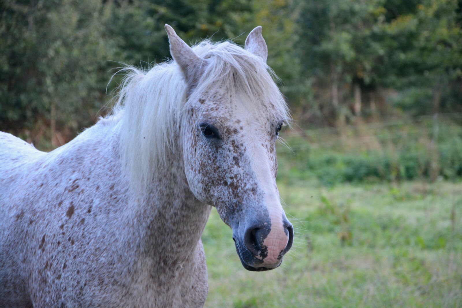 Nikon D5200 sample photo. Horse, mare, white photography