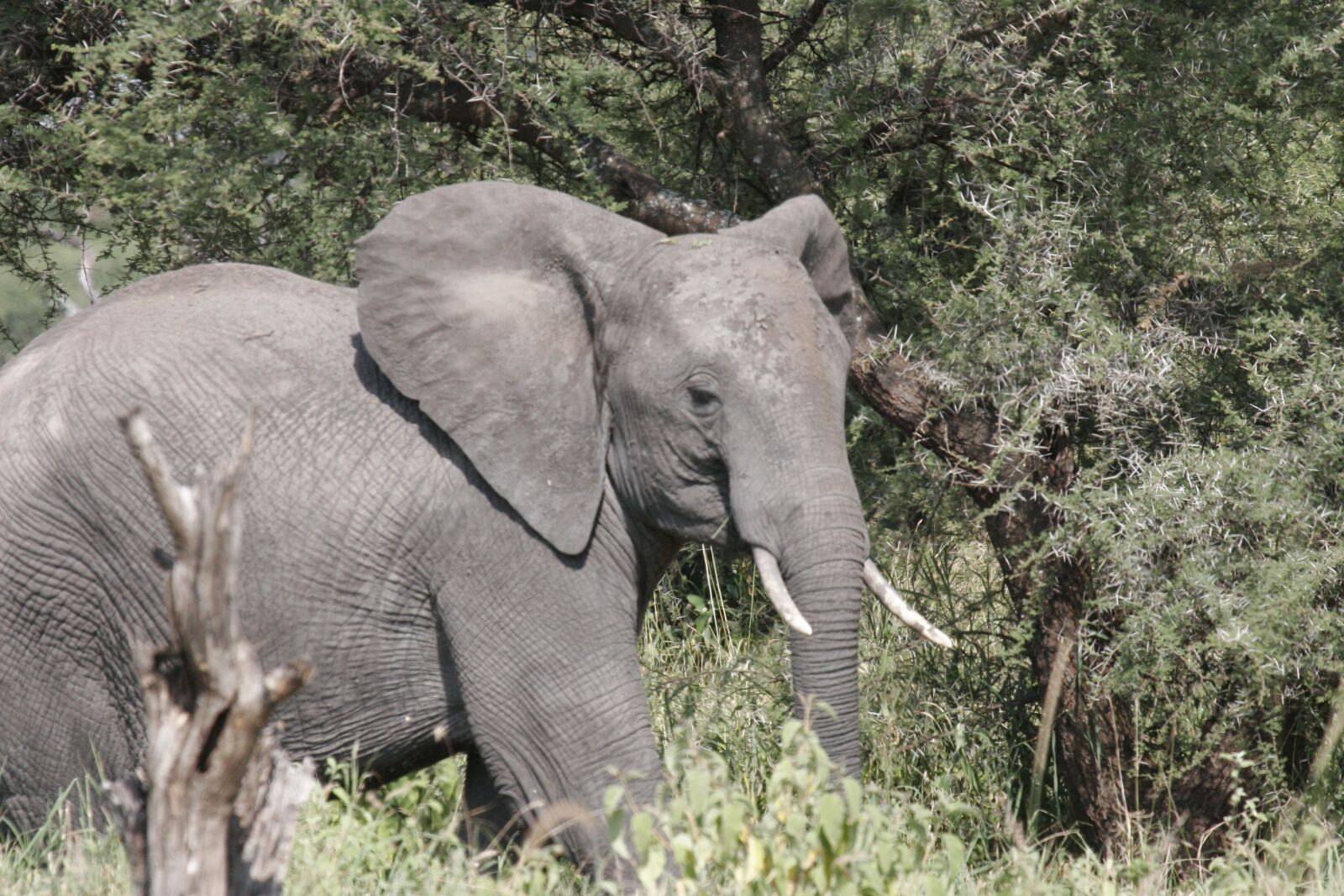 Canon EOS 20D sample photo. Elephant, africa, tarangire photography