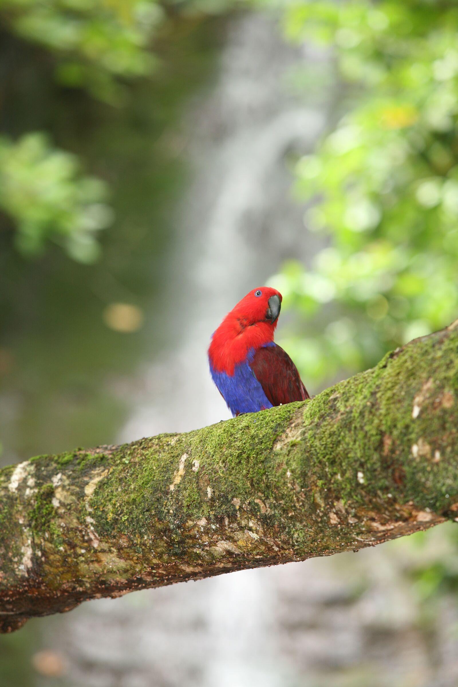 Canon EOS 5D sample photo. Parrot, waterfall, eclectus photography