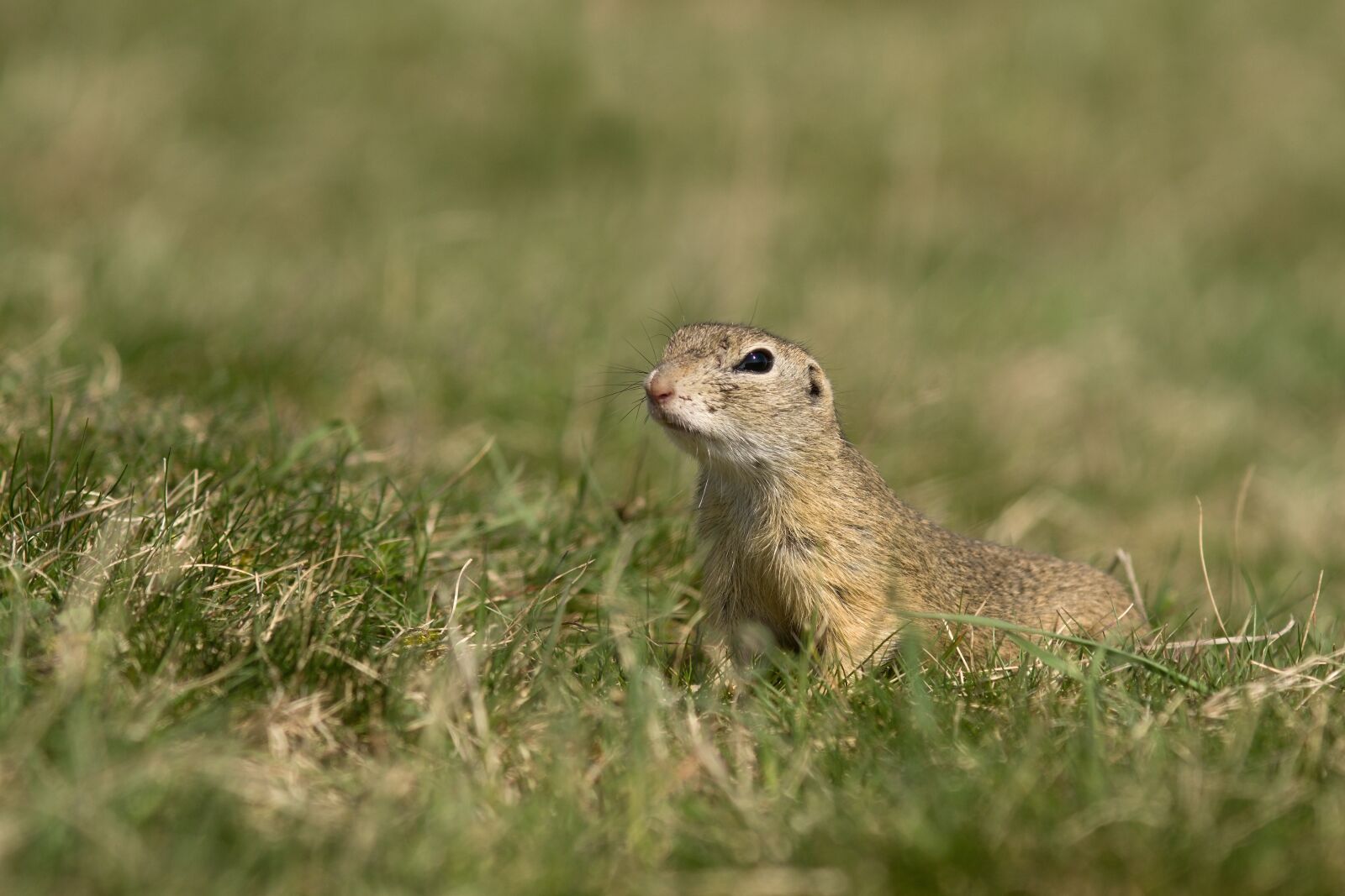 Sony ILCA-77M2 + Minolta AF 200mm F2.8 HS-APO G sample photo. Gopher, nature, animal photography