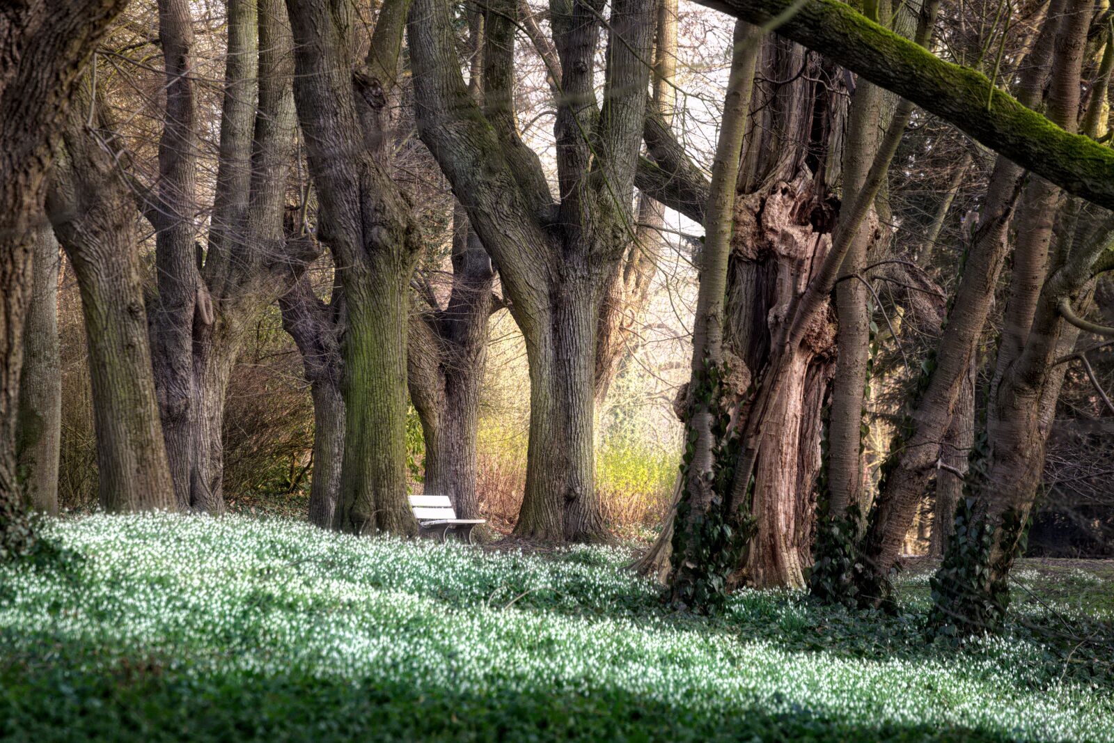 Nikon D600 sample photo. Park, trees, forest photography