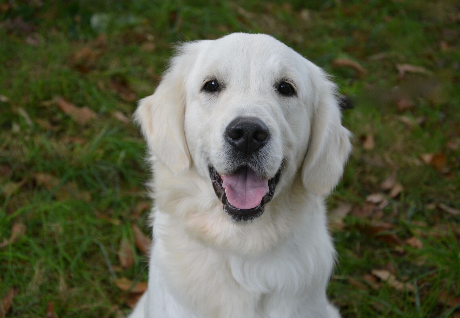 Nikon D5200 sample photo. Dog, golden retriever, female photography