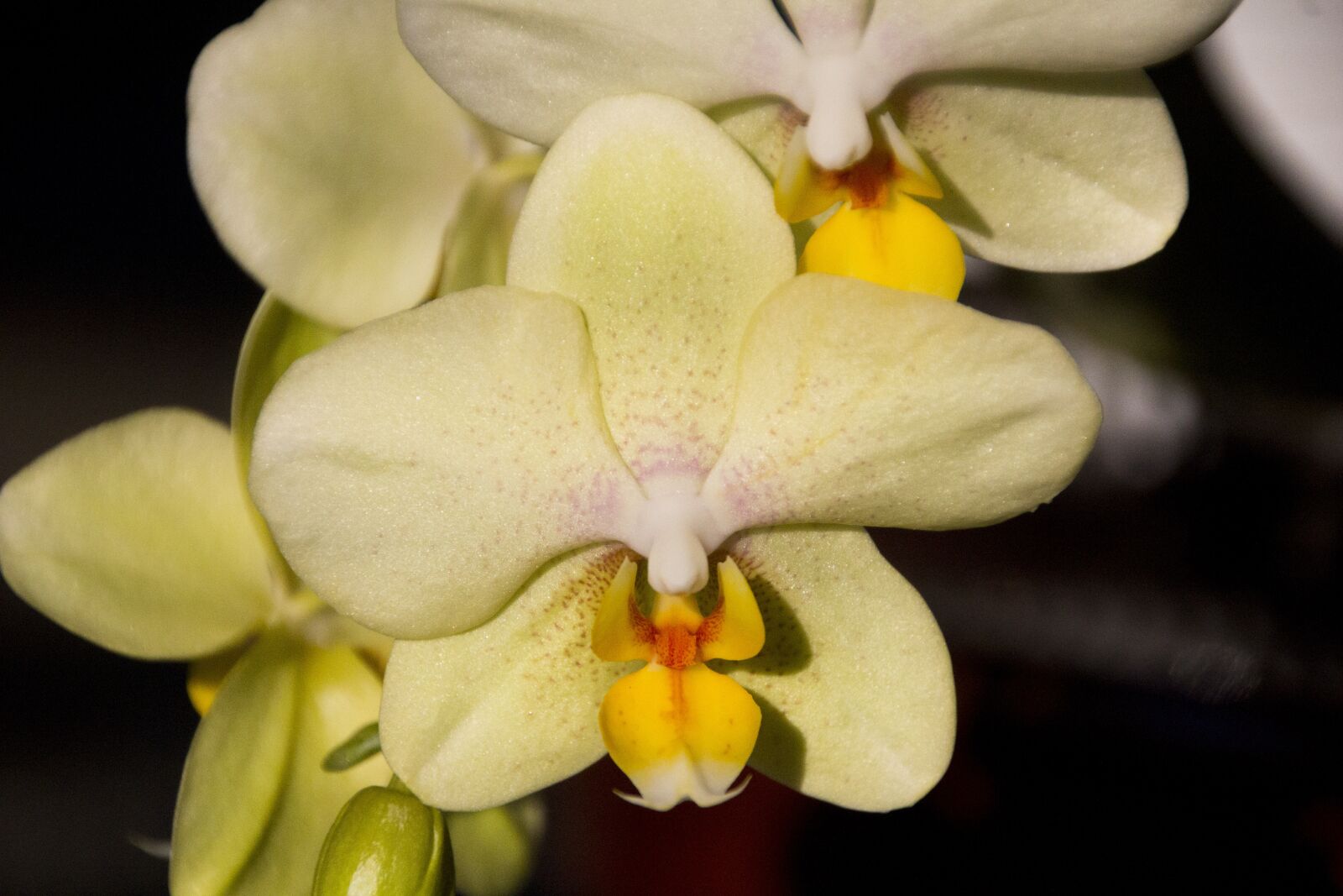 Canon EOS 60D sample photo. Orchid, flower, blossom photography