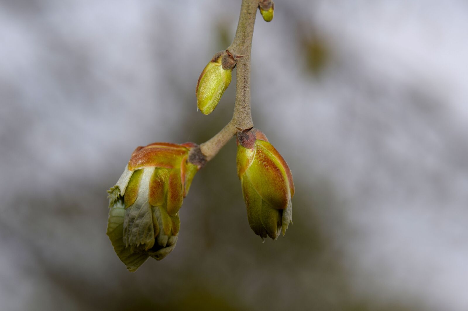 Nikon D5300 sample photo. Spring, bud, plant photography