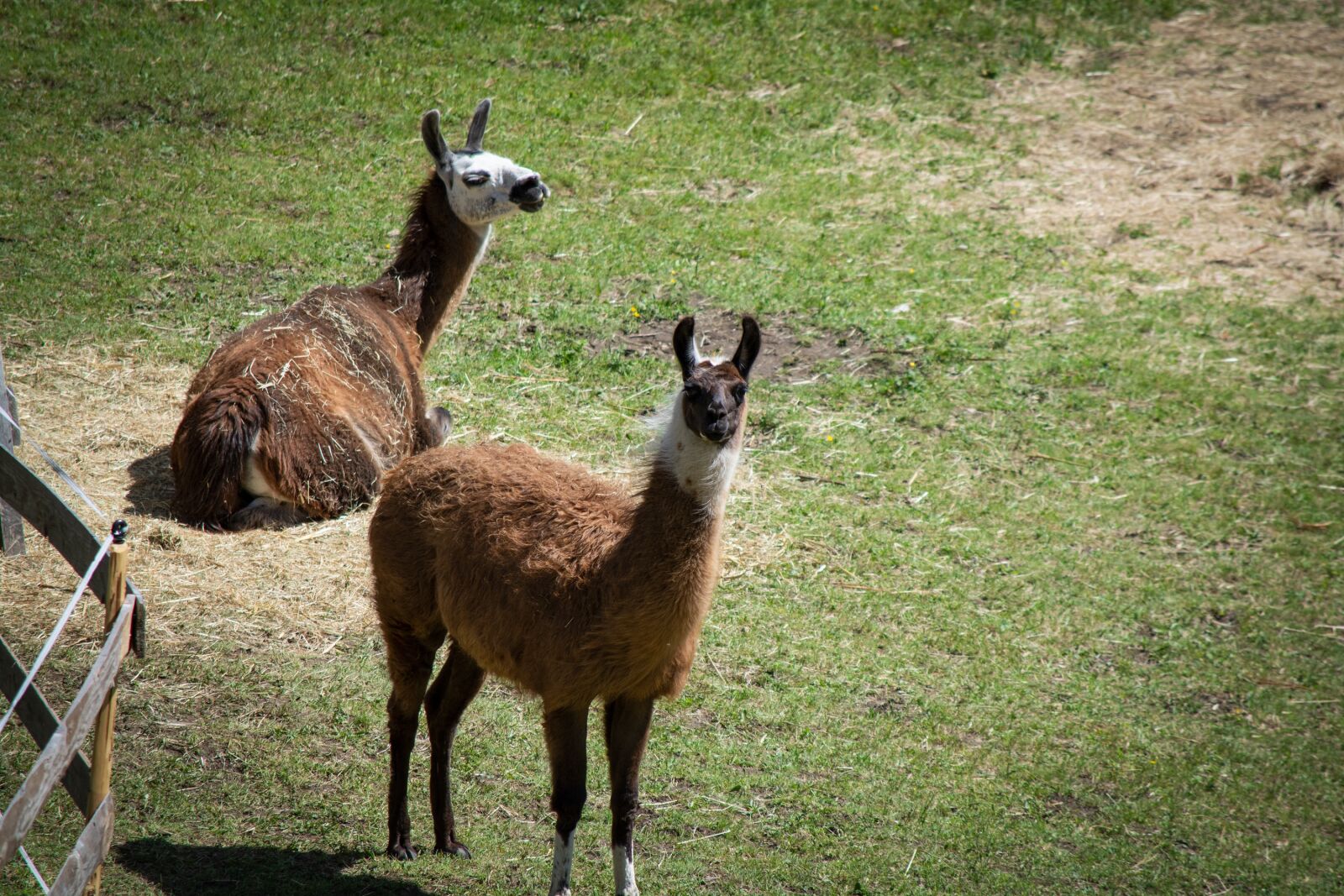 Nikon D7100 sample photo. Lamas, meadow, coupling photography