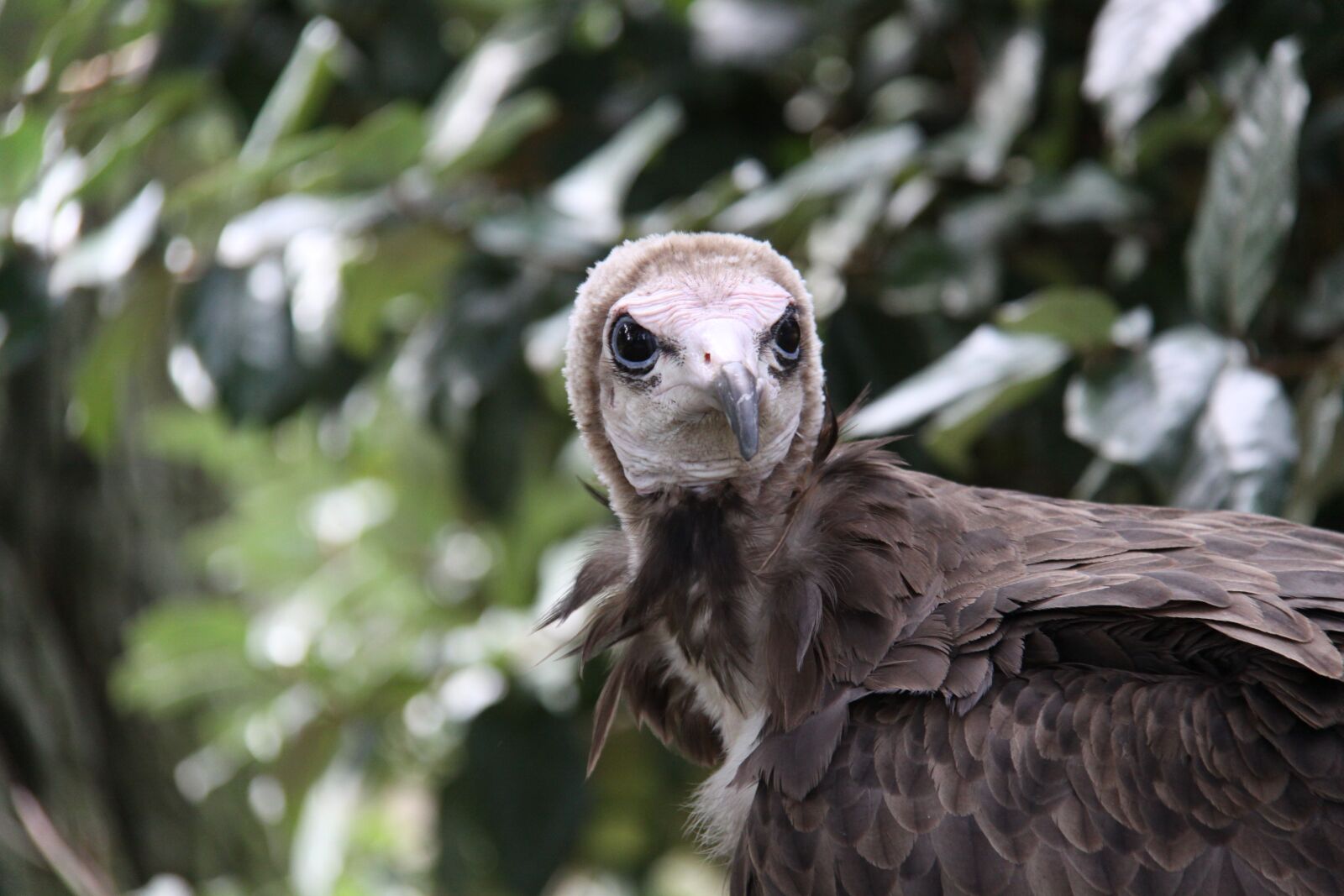 Canon EOS 50D sample photo. Cap vulture, vulture, bird photography