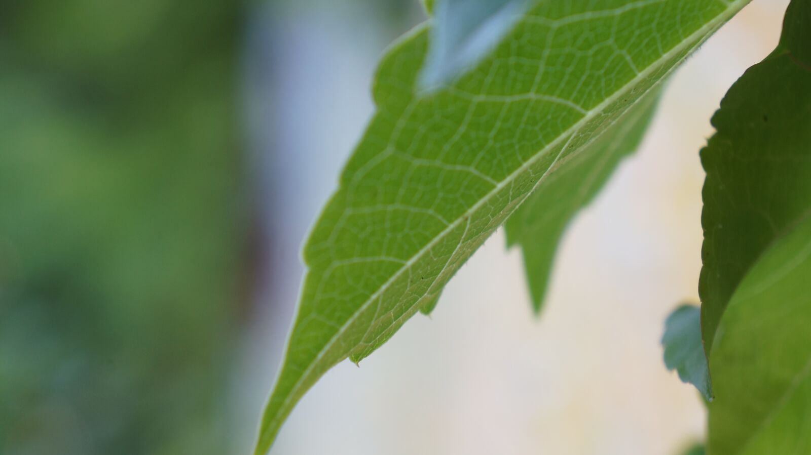 Sony Alpha NEX-F3 + Sony E 18-55mm F3.5-5.6 OSS sample photo. Leaf, macro, close-up photography