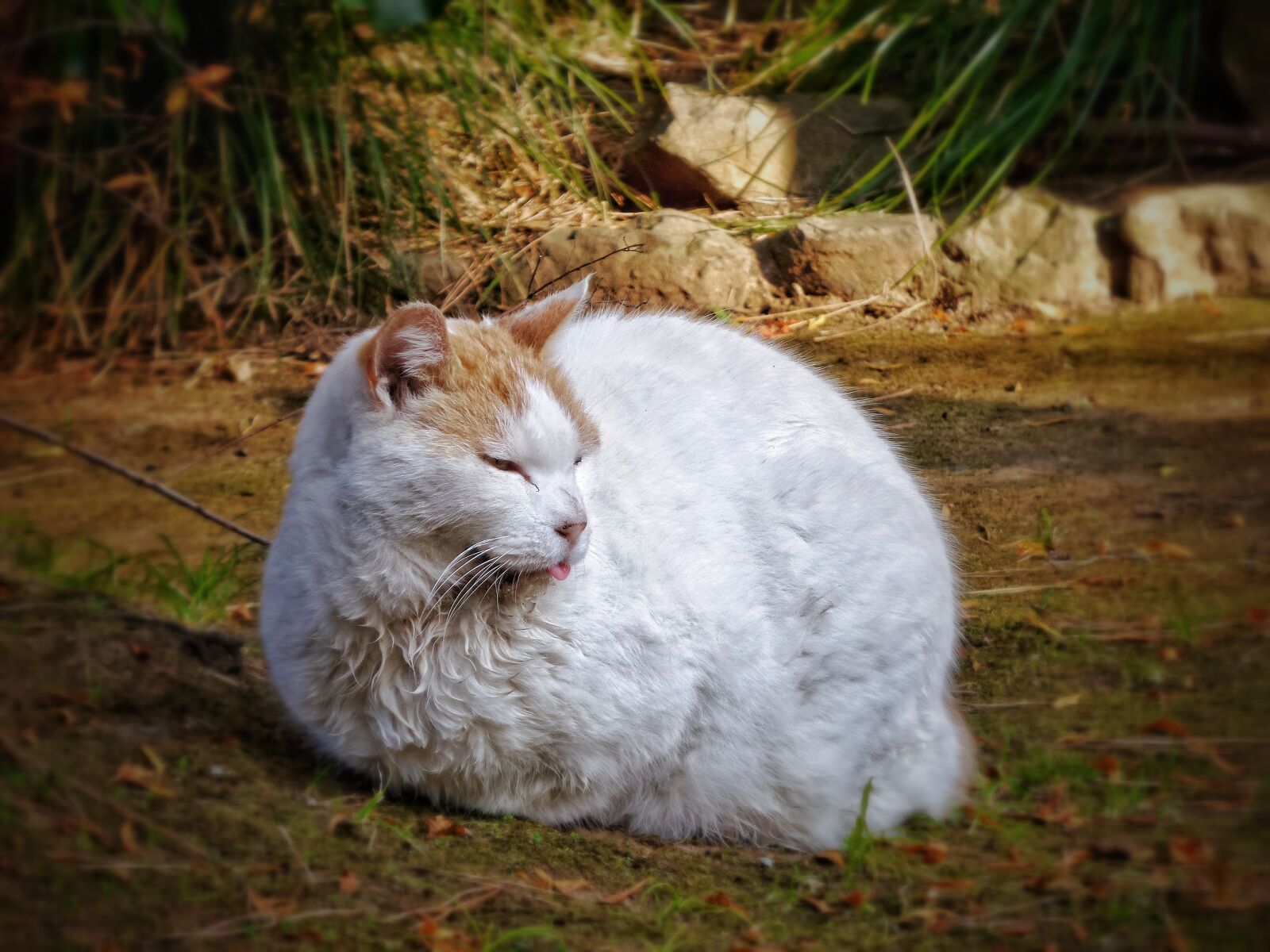 Samsung Galaxy K Zoom sample photo. Cat, tongue, rest photography