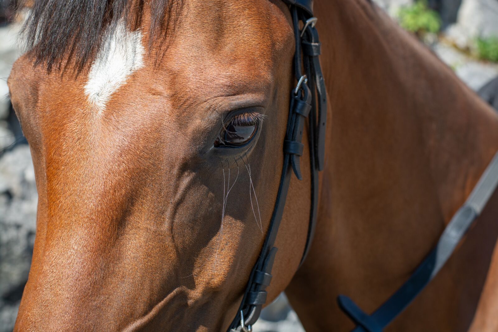Nikon D7100 sample photo. Horse, pony, brown photography