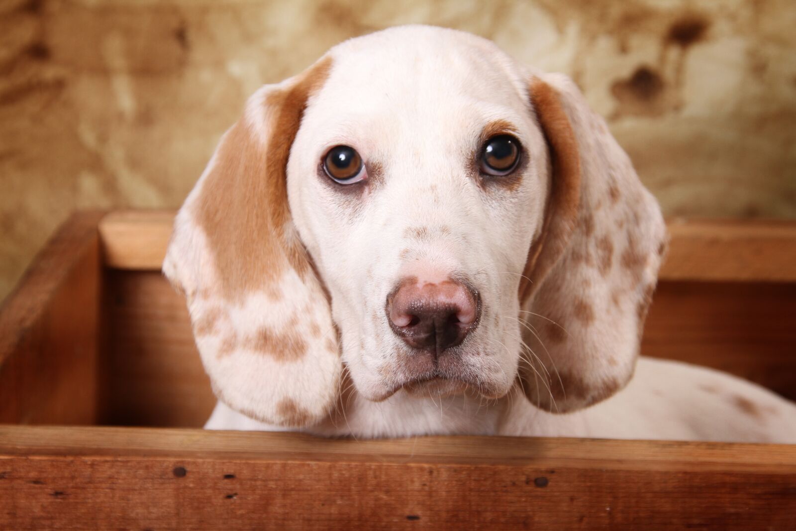 Canon EOS 7D sample photo. Dog in a wooden photography