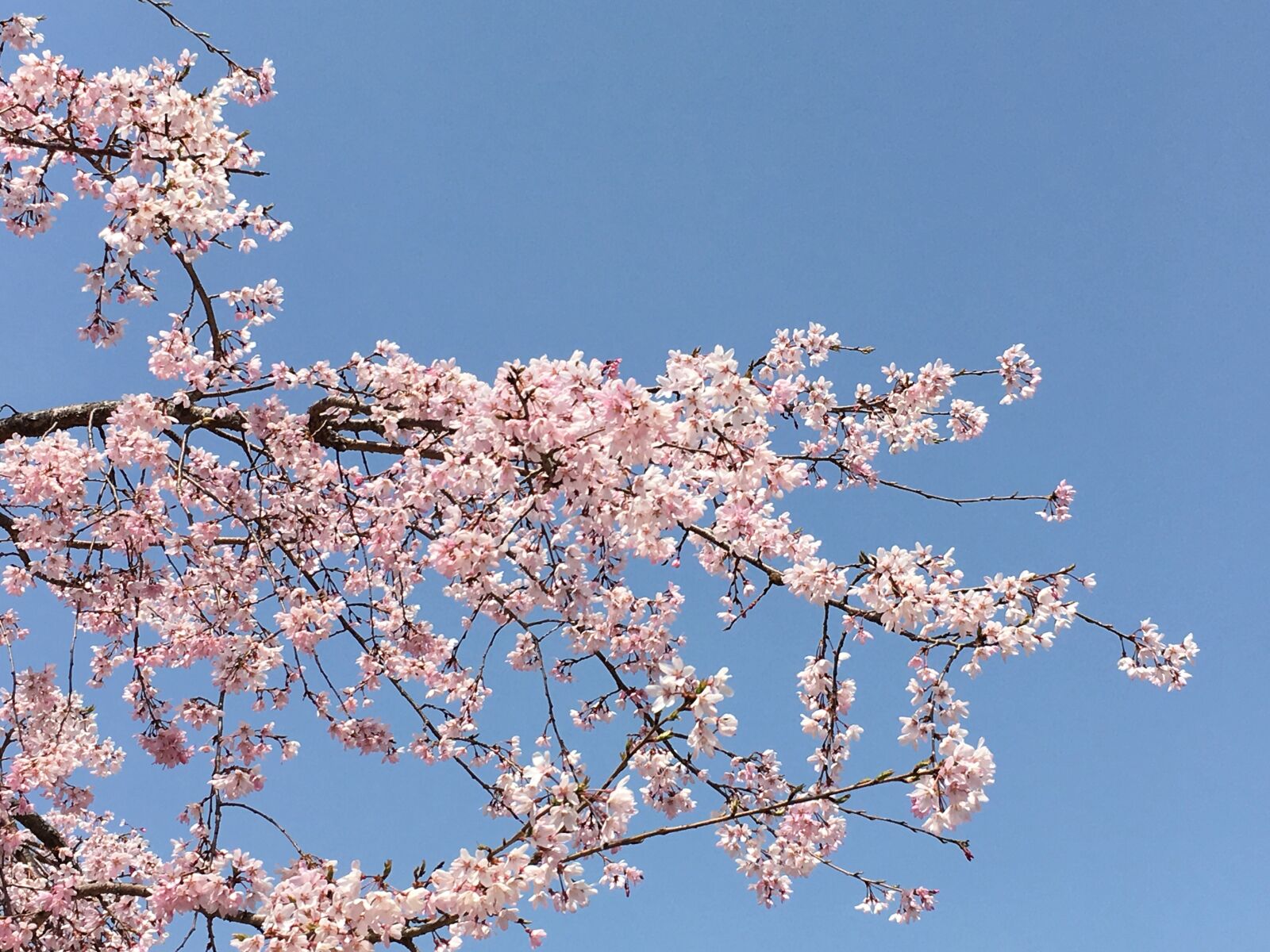Apple iPhone8,2 sample photo. Sakura, sky, flower photography