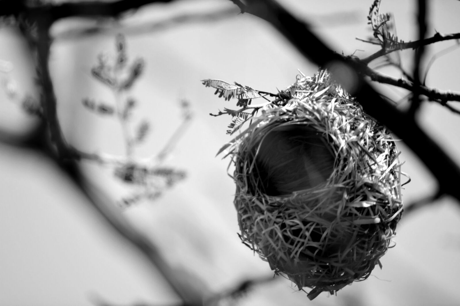 Nikon D5200 sample photo. Birds nest, shelter, nature photography