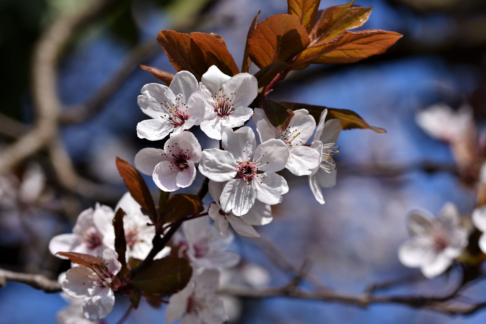 Nikon D7200 sample photo. Ornamental cherry, cherry blossoms photography