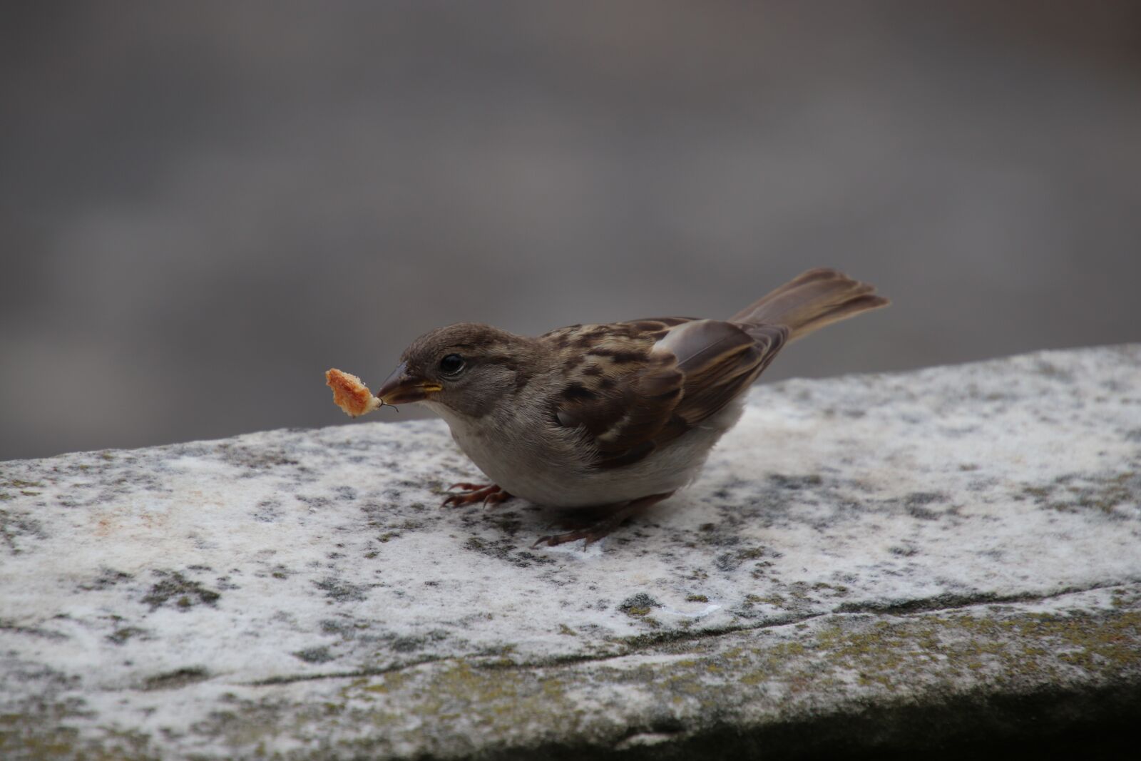 Canon EOS 800D (EOS Rebel T7i / EOS Kiss X9i) sample photo. Sparrow, bird, ornithology photography