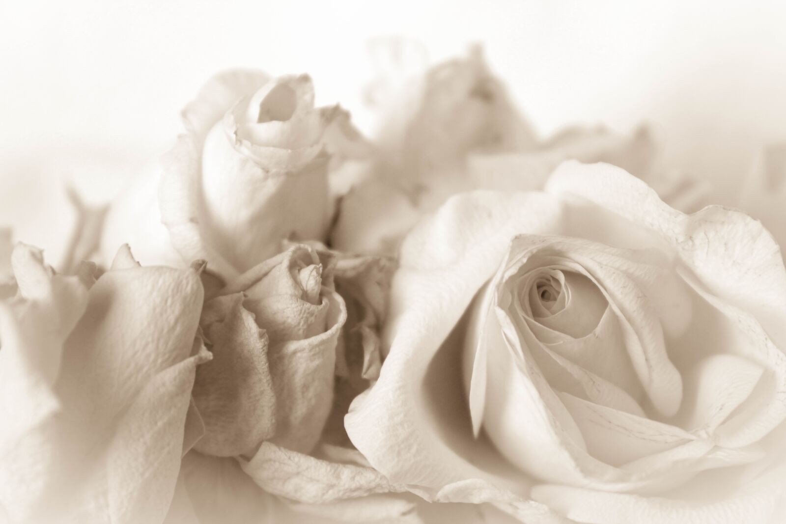 Canon EOS 600D (Rebel EOS T3i / EOS Kiss X5) sample photo. Vintage, rose, shabby chic photography
