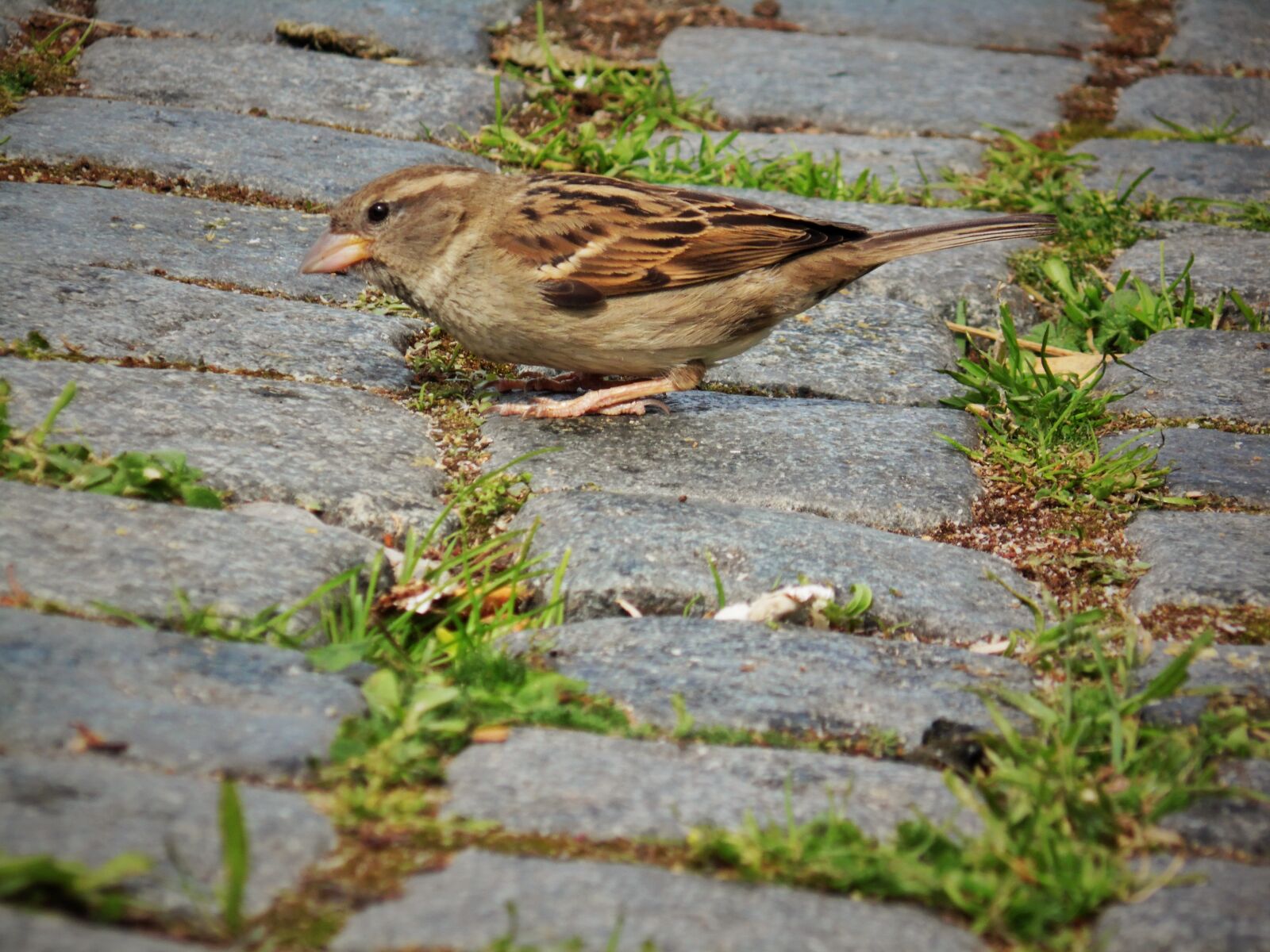 Samsung WB110/  WB111 sample photo. Sparrow, close up, away photography