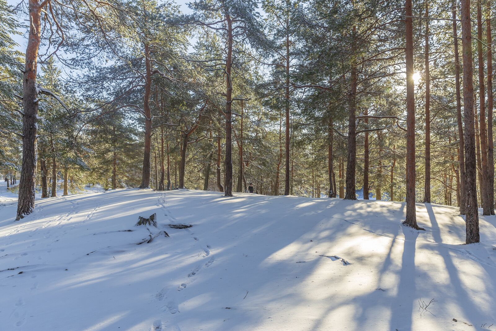 Canon EF 24-70mm F2.8L II USM sample photo. Winter, sestroretsk, february photography