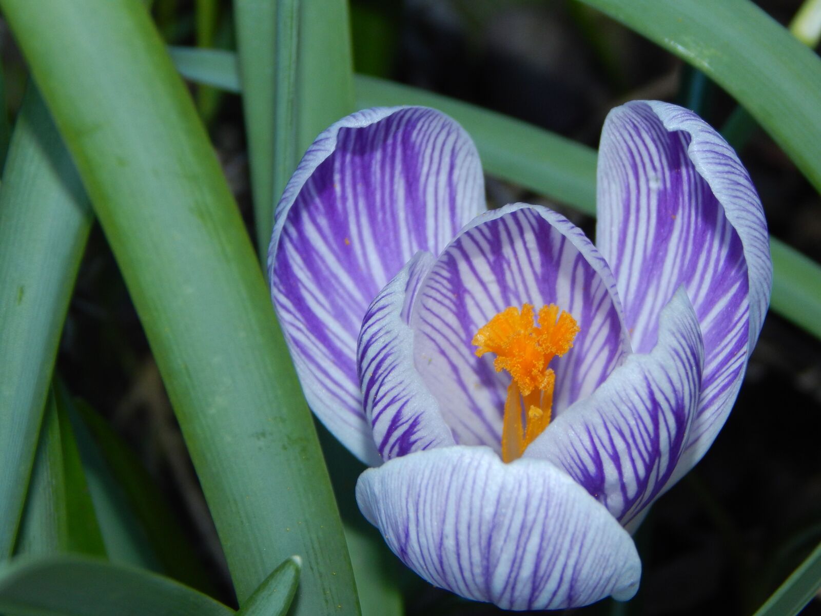 Nikon Coolpix L830 sample photo. Crocus, spring, early bloomer photography