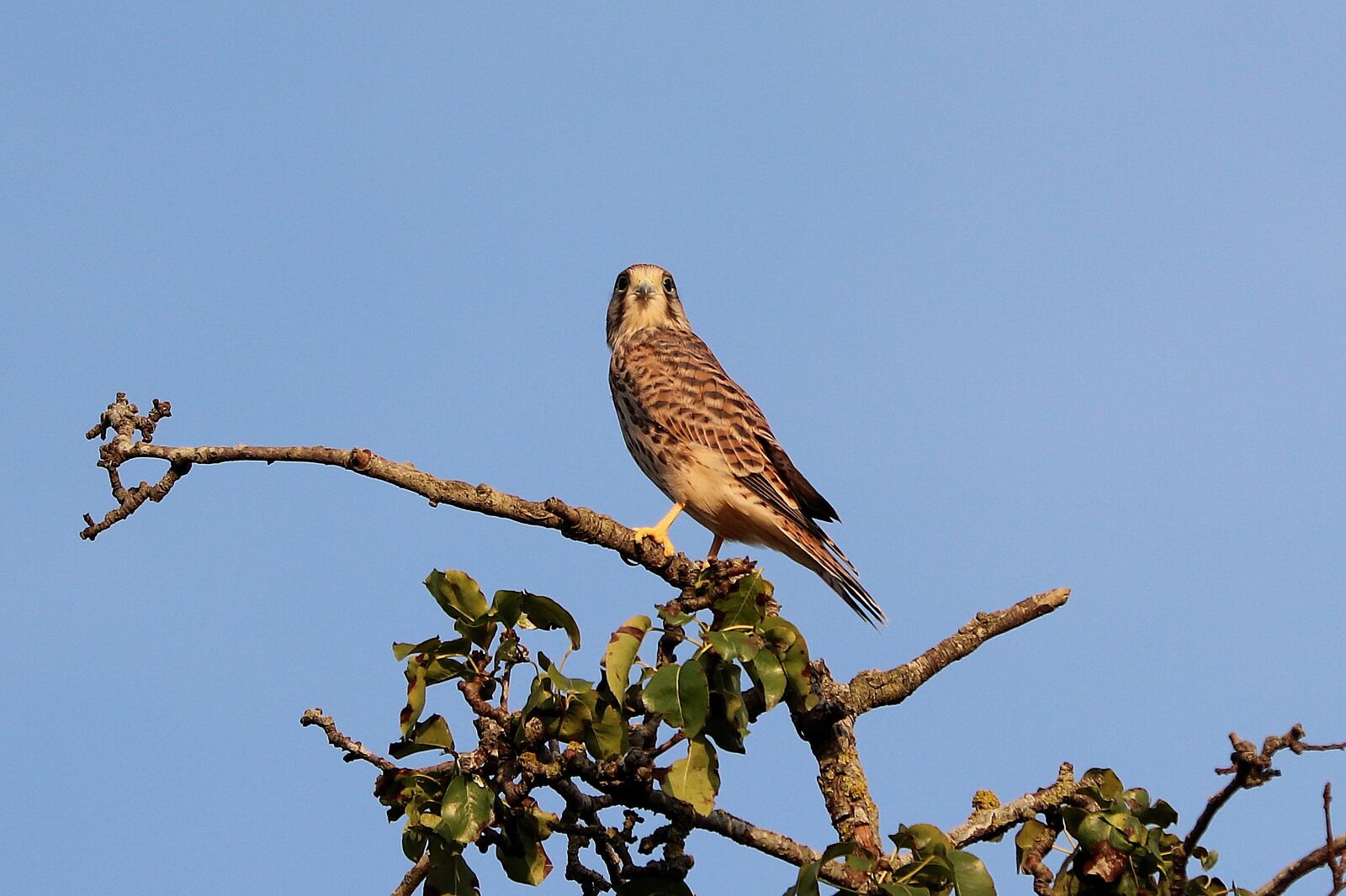 Canon EOS 77D (EOS 9000D / EOS 770D) + Canon EF 70-300 F4-5.6 IS II USM sample photo. Falcon, young hawk, raptor photography