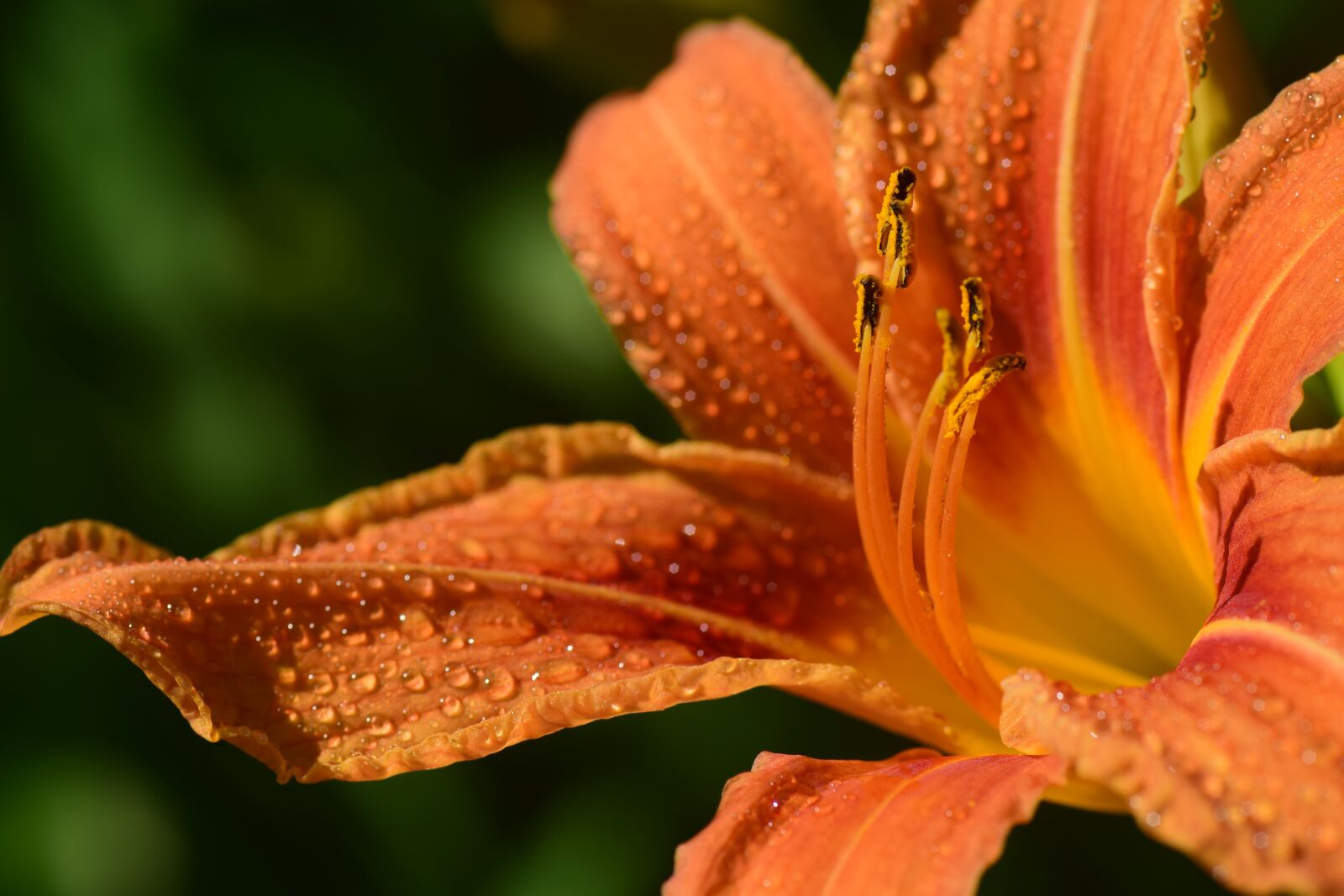Nikon D3300 sample photo. Lily, daylily, flower photography