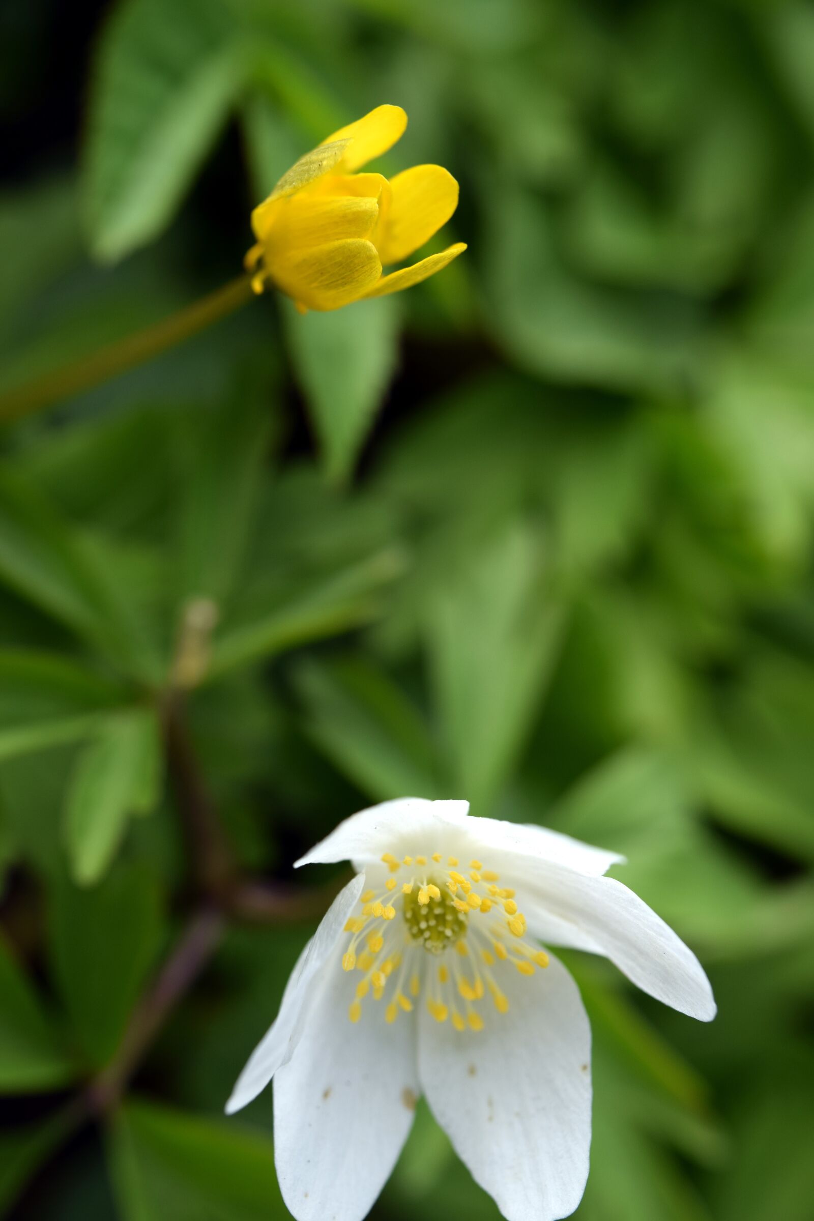 Nikon D5300 sample photo. Flowers, blossom, bloom photography