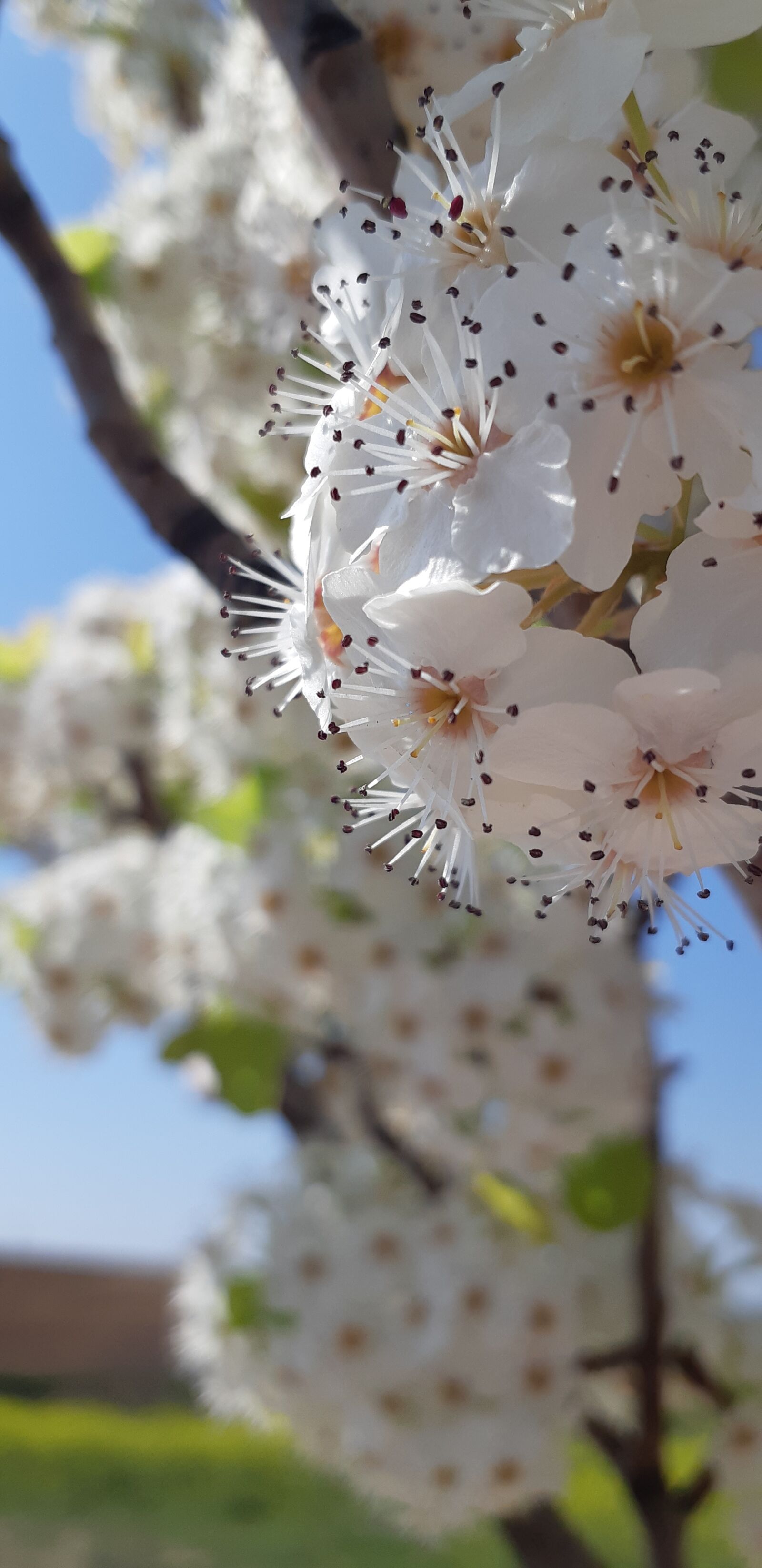 Samsung Galaxy A8(2018) sample photo. Spring, flowers, nature photography