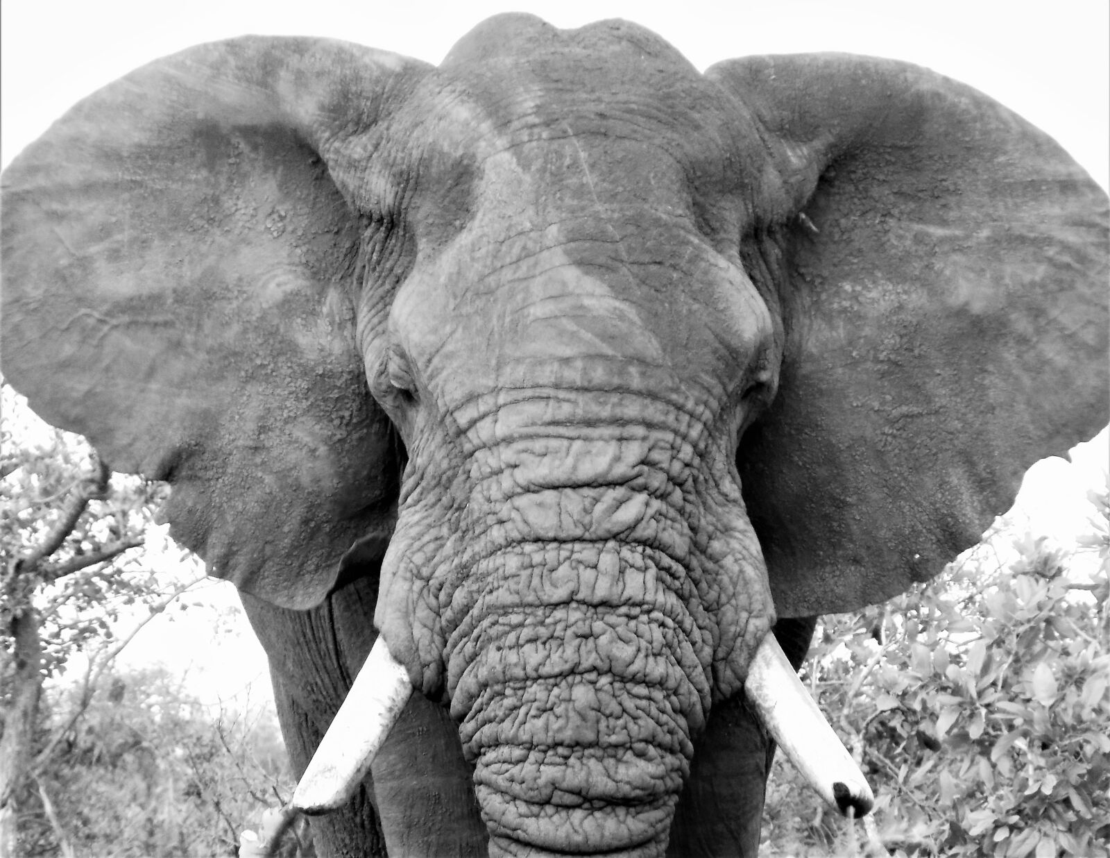 Nikon COOLPIX L340 sample photo. Elephant bull, black and photography