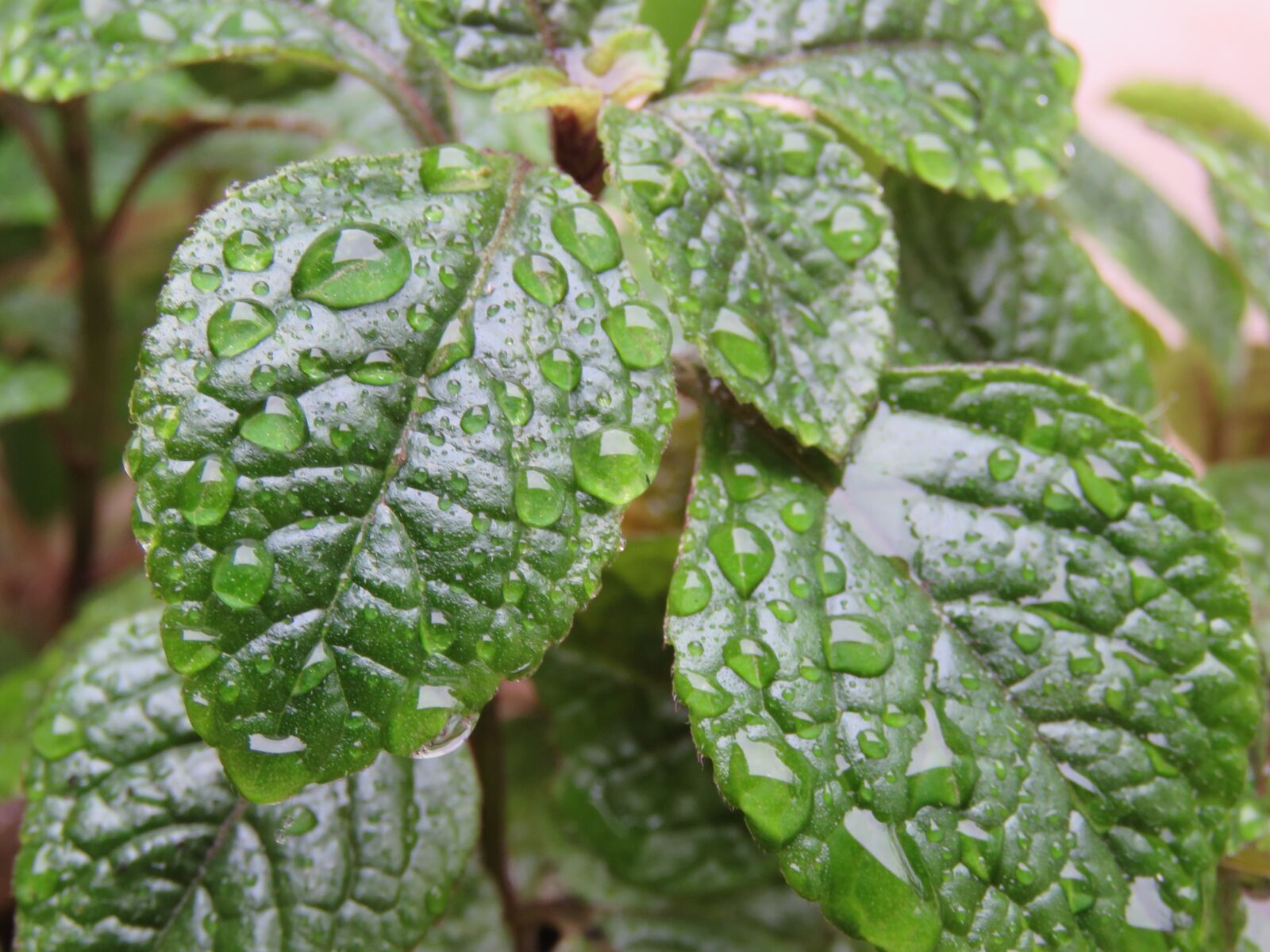 Canon PowerShot SX60 HS sample photo. Rain, raindrops, droplets photography