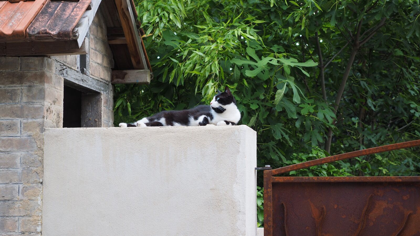 Olympus OM-D E-M1 + Olympus M.Zuiko Digital ED 12-40mm F2.8 Pro sample photo. Cat, rest, watch photography