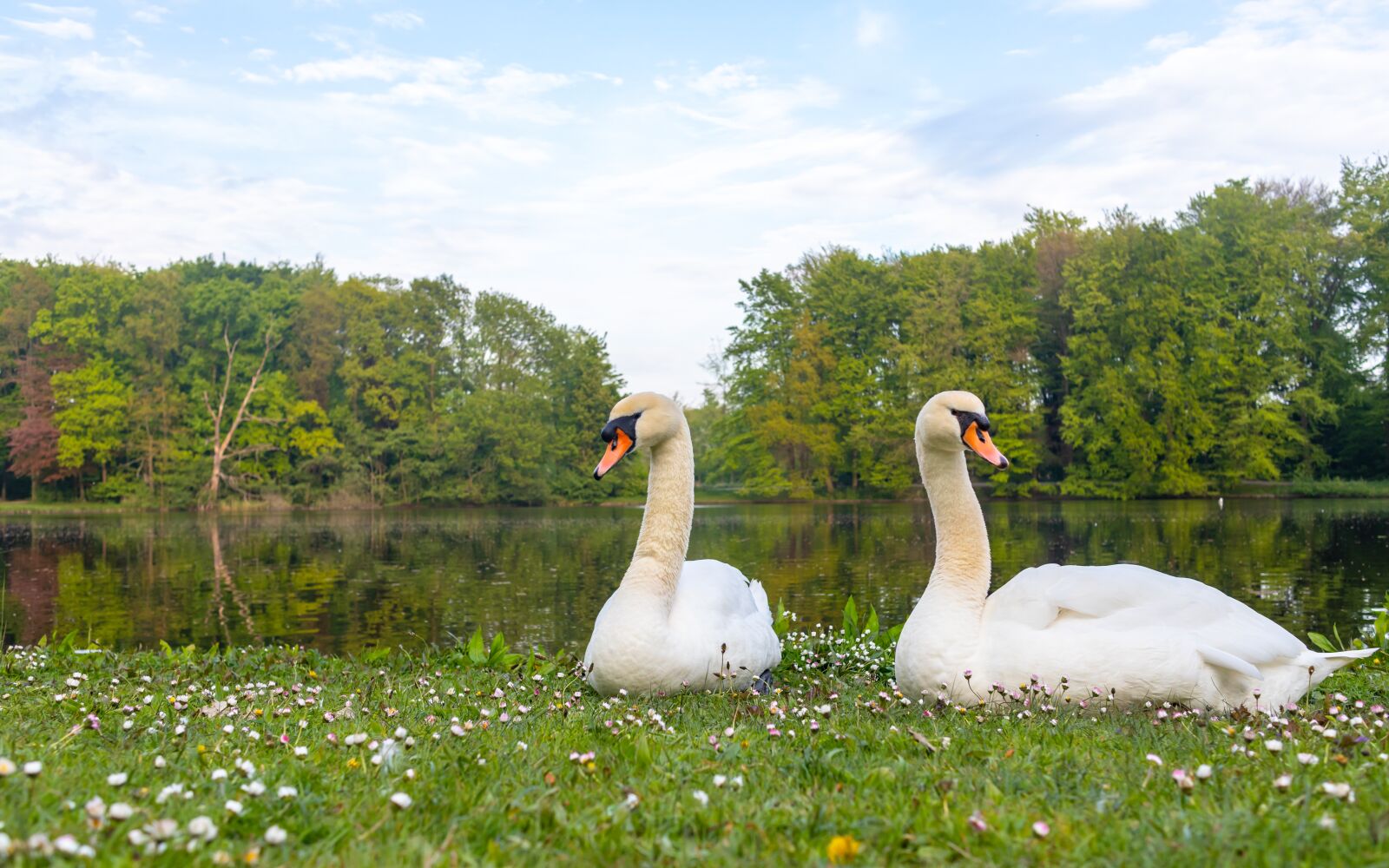 Canon EF-M 22mm F2 STM sample photo. Swan, nature, wildlife photography