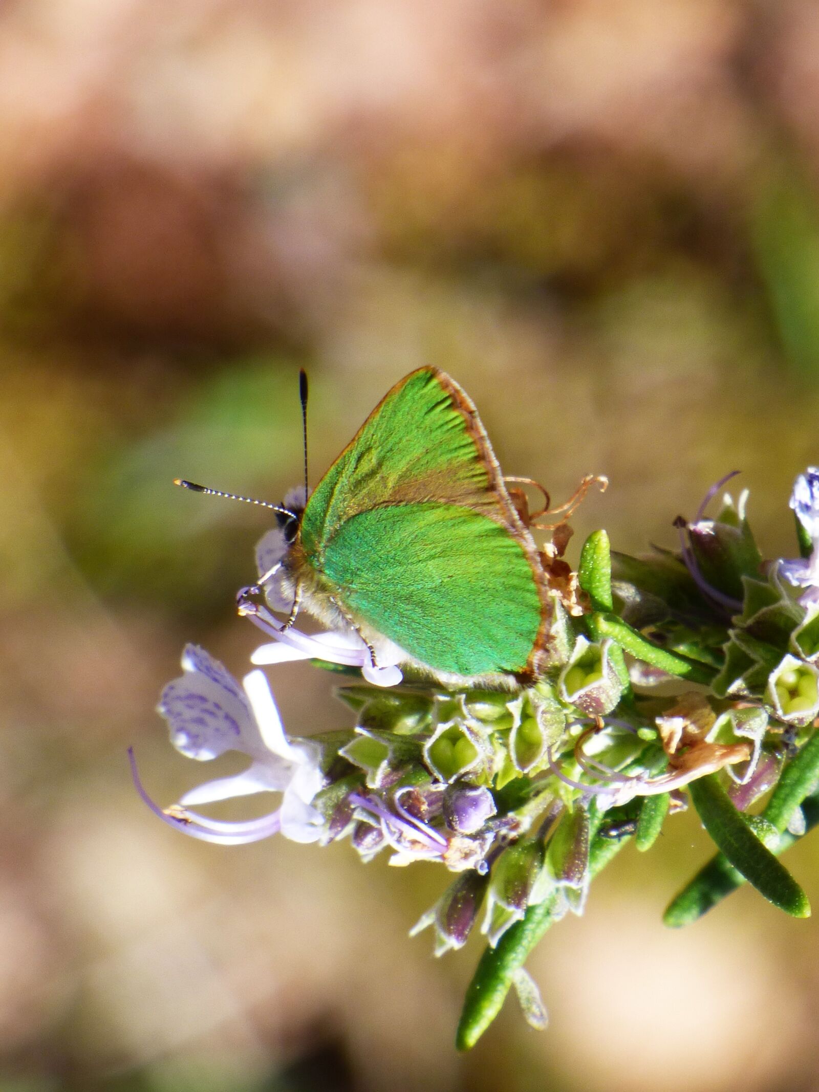 Panasonic Lumix DMC-FZ70 sample photo. Cejialba, callophrys rubi, butterfly photography