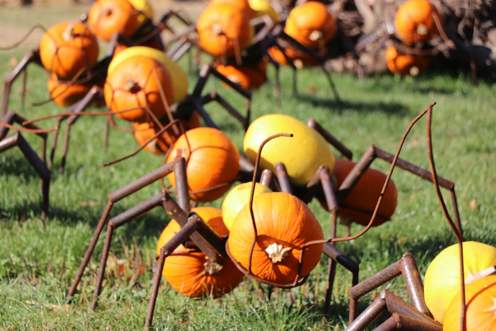 Canon EF-S 18-135mm F3.5-5.6 IS USM sample photo. Ant, autumn, pumpkin photography
