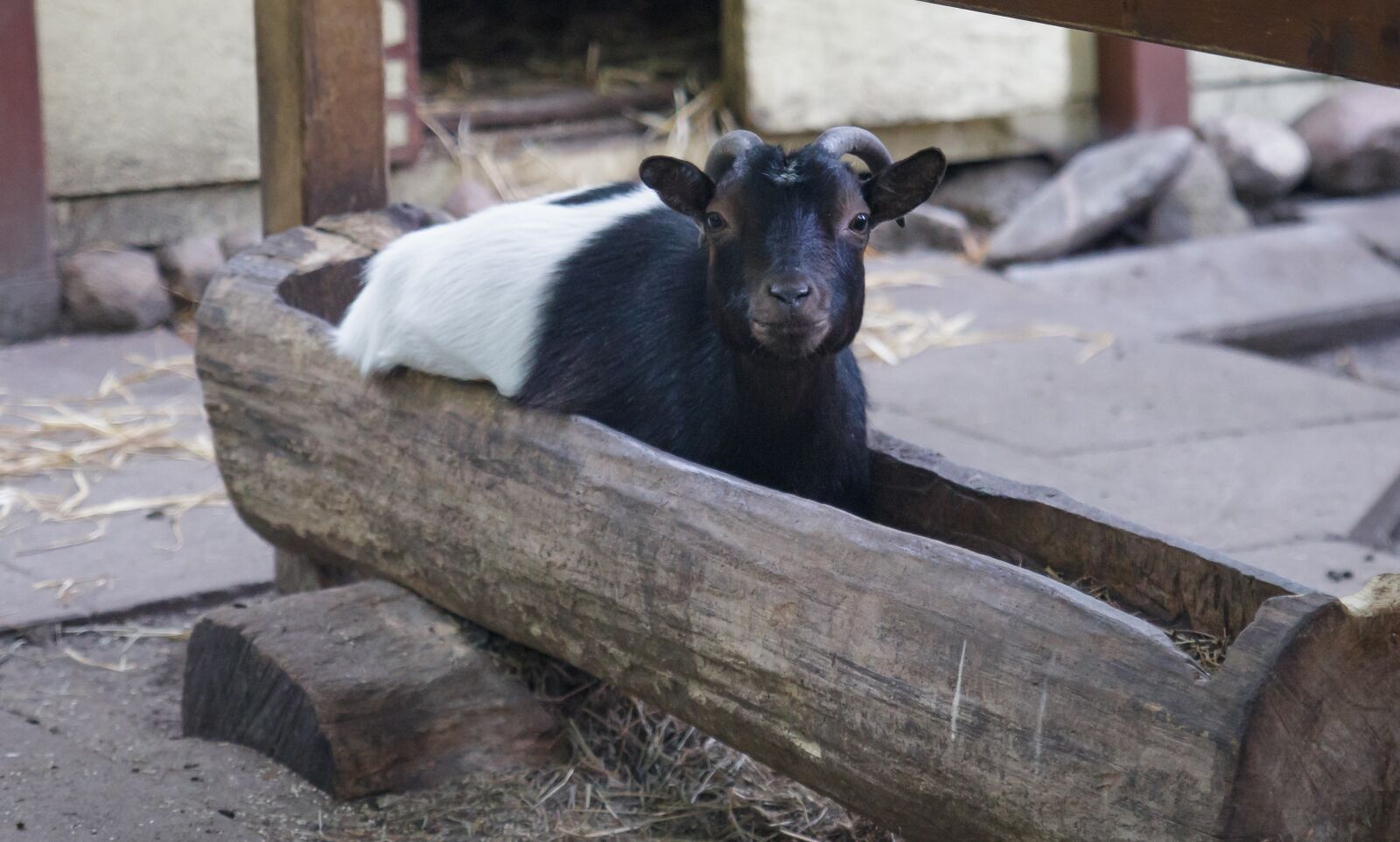 Canon EOS 70D sample photo. Goat, animal, water trough photography