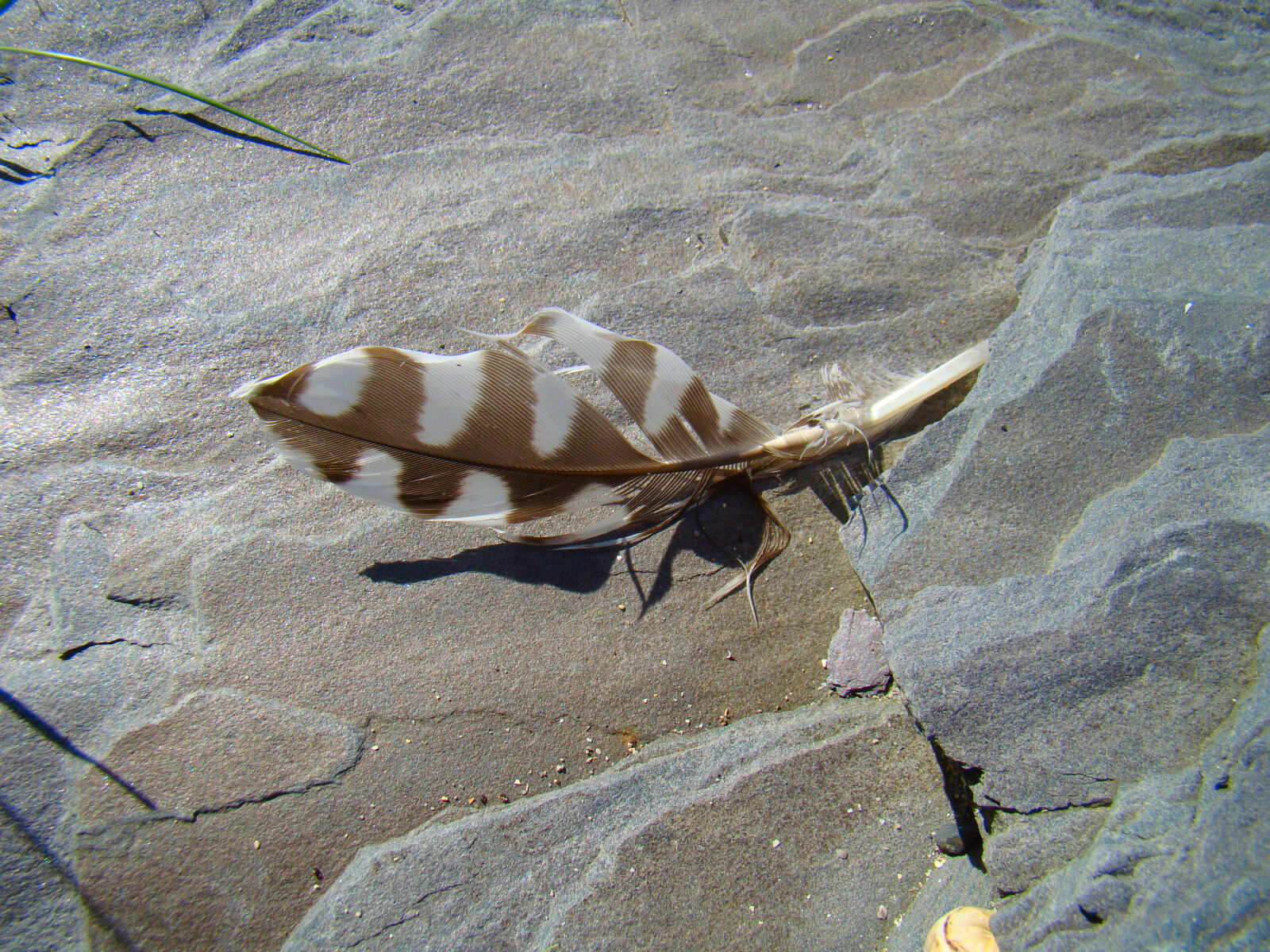Sony Cyber-shot DSC-H50 sample photo. Beach, brown, feather, ireland photography