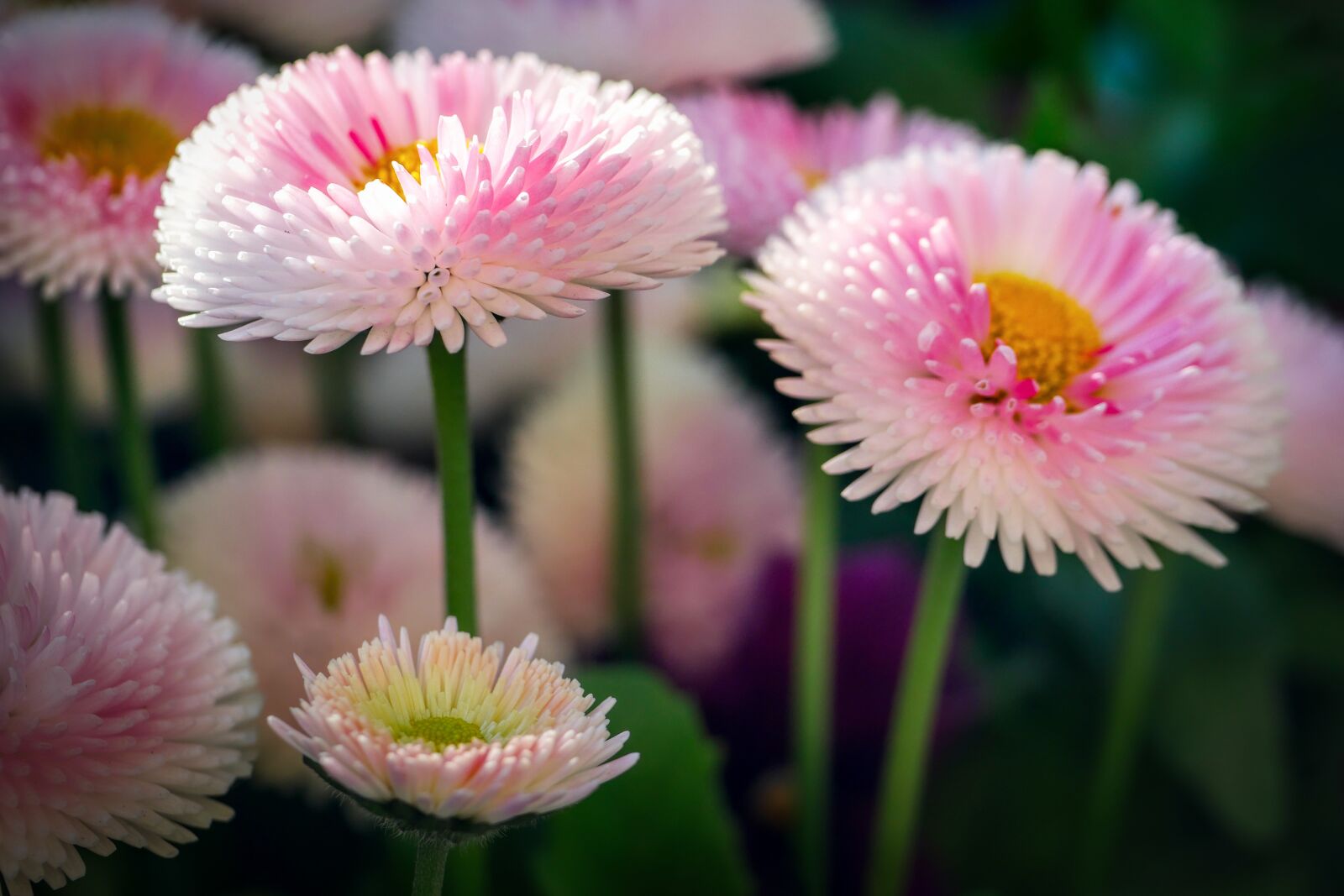 Panasonic Lumix DMC-GX8 sample photo. Flower, blossom, bloom photography
