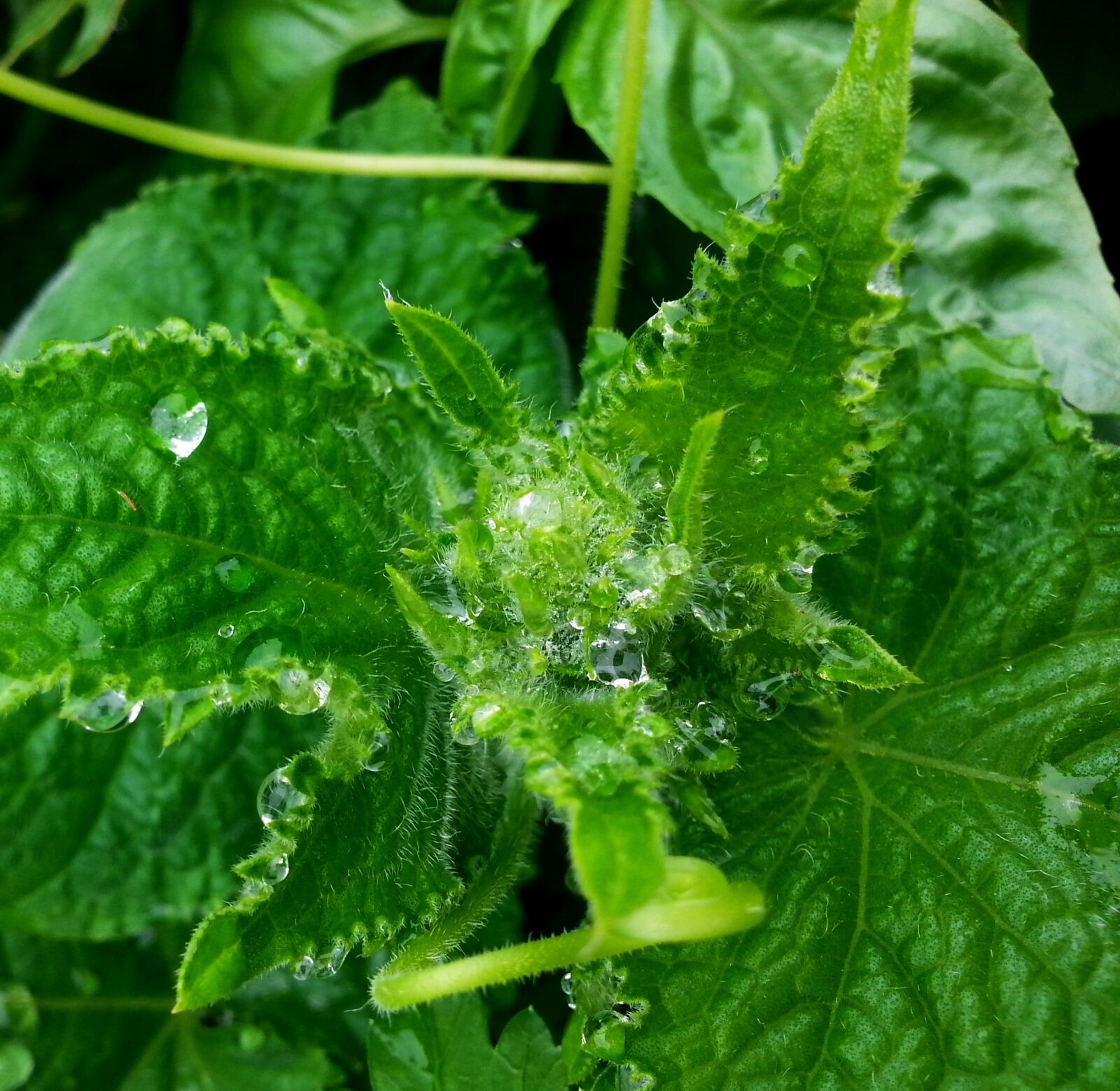 Samsung Galaxy S3 sample photo. Rain, vegetables, food photography