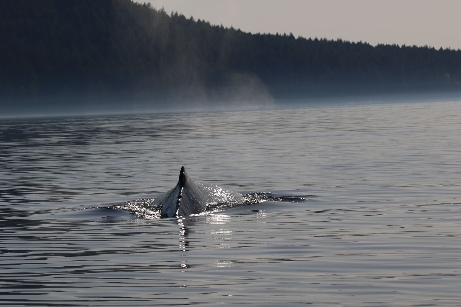 150-600mm F5-6.3 DG OS HSM | Contemporary 015 sample photo. Humpback, whale, whales photography