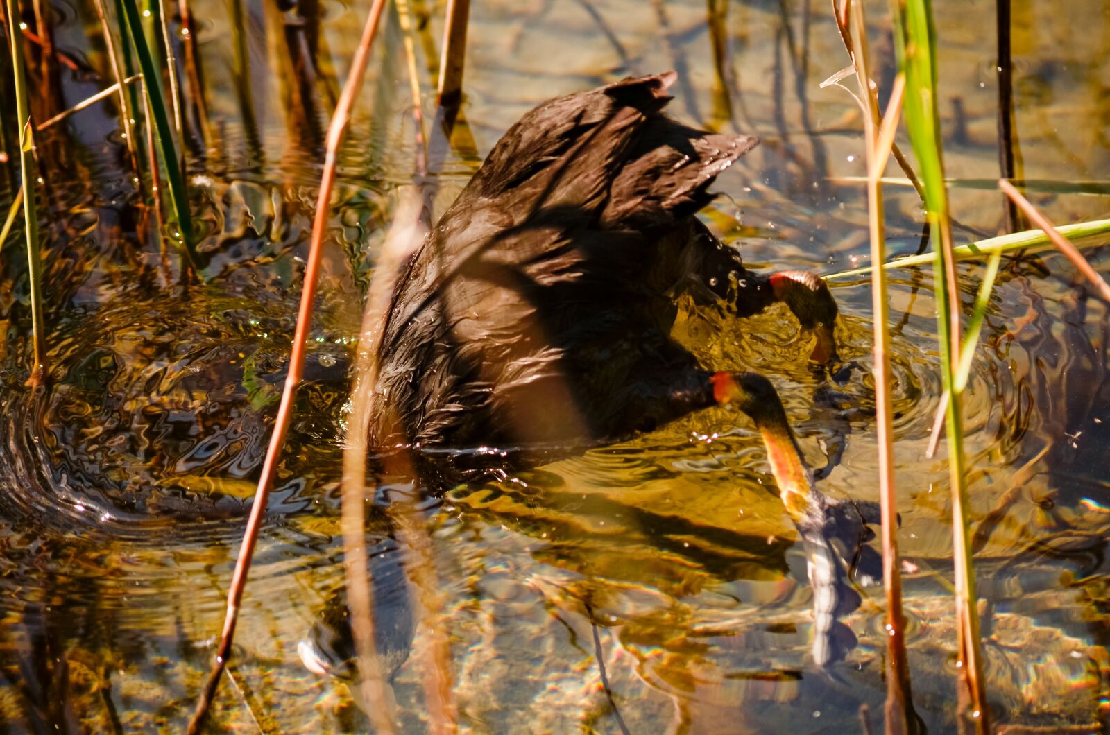 Nikon D7000 sample photo. Diving, wildlife, underwater photography