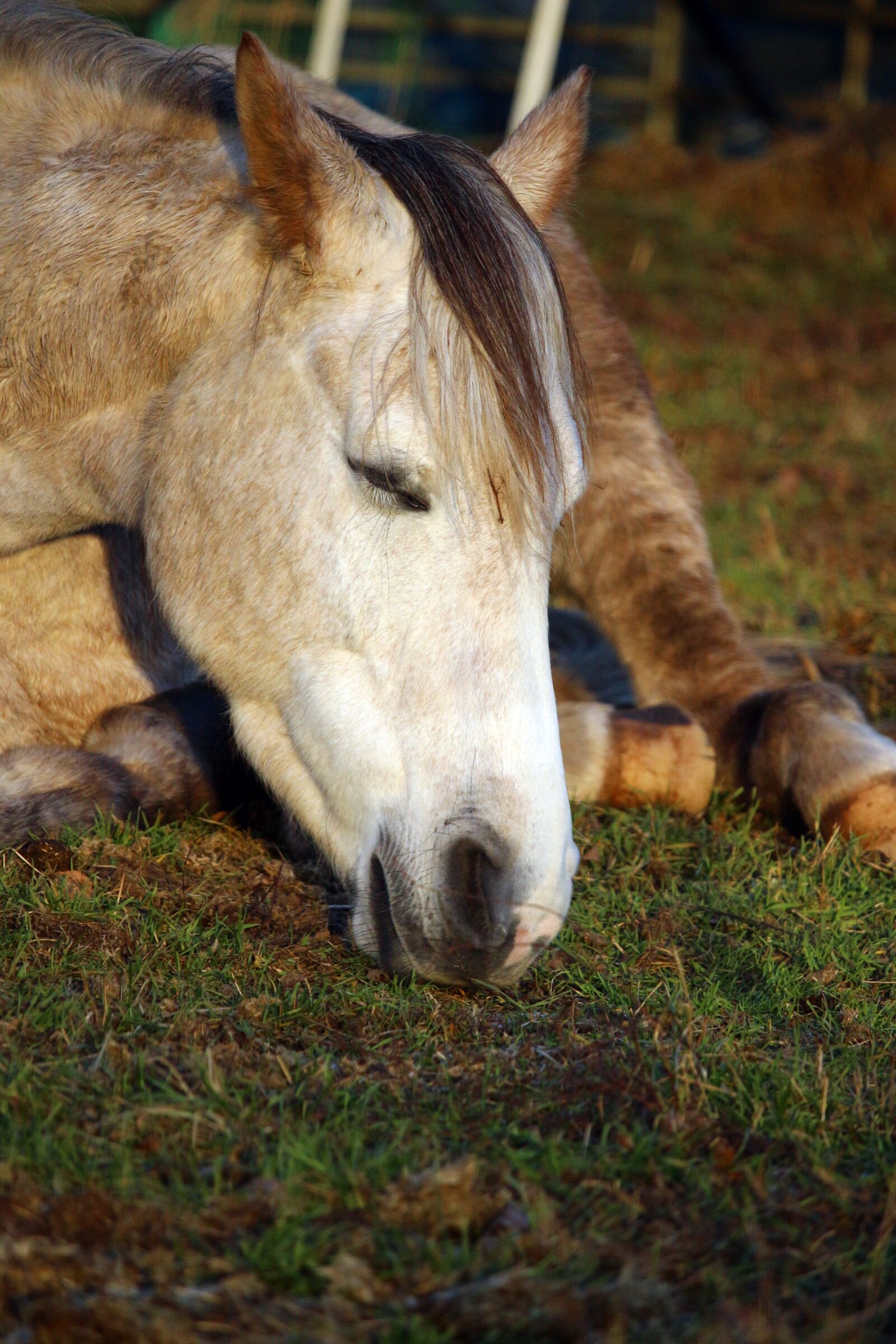 Canon EOS 100D (EOS Rebel SL1 / EOS Kiss X7) sample photo. Mold, horse, horse head photography