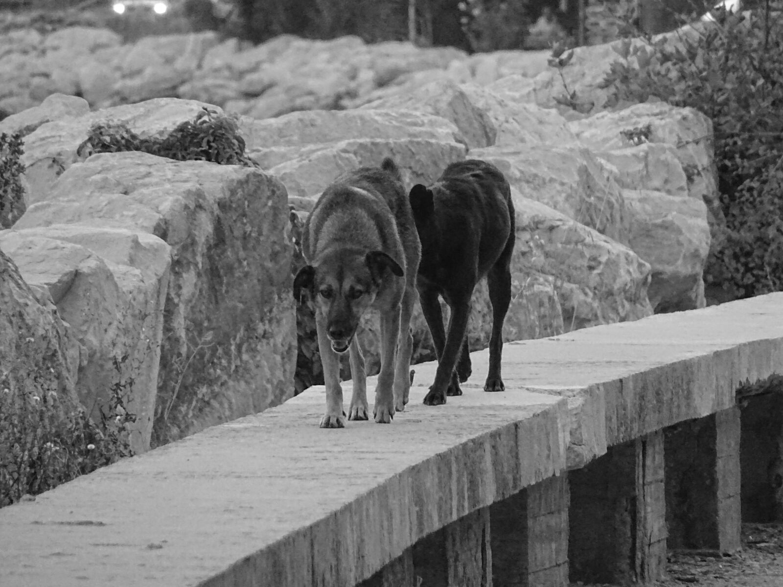 Sony DSC-HX60 sample photo. Animals, dogs, patrol photography