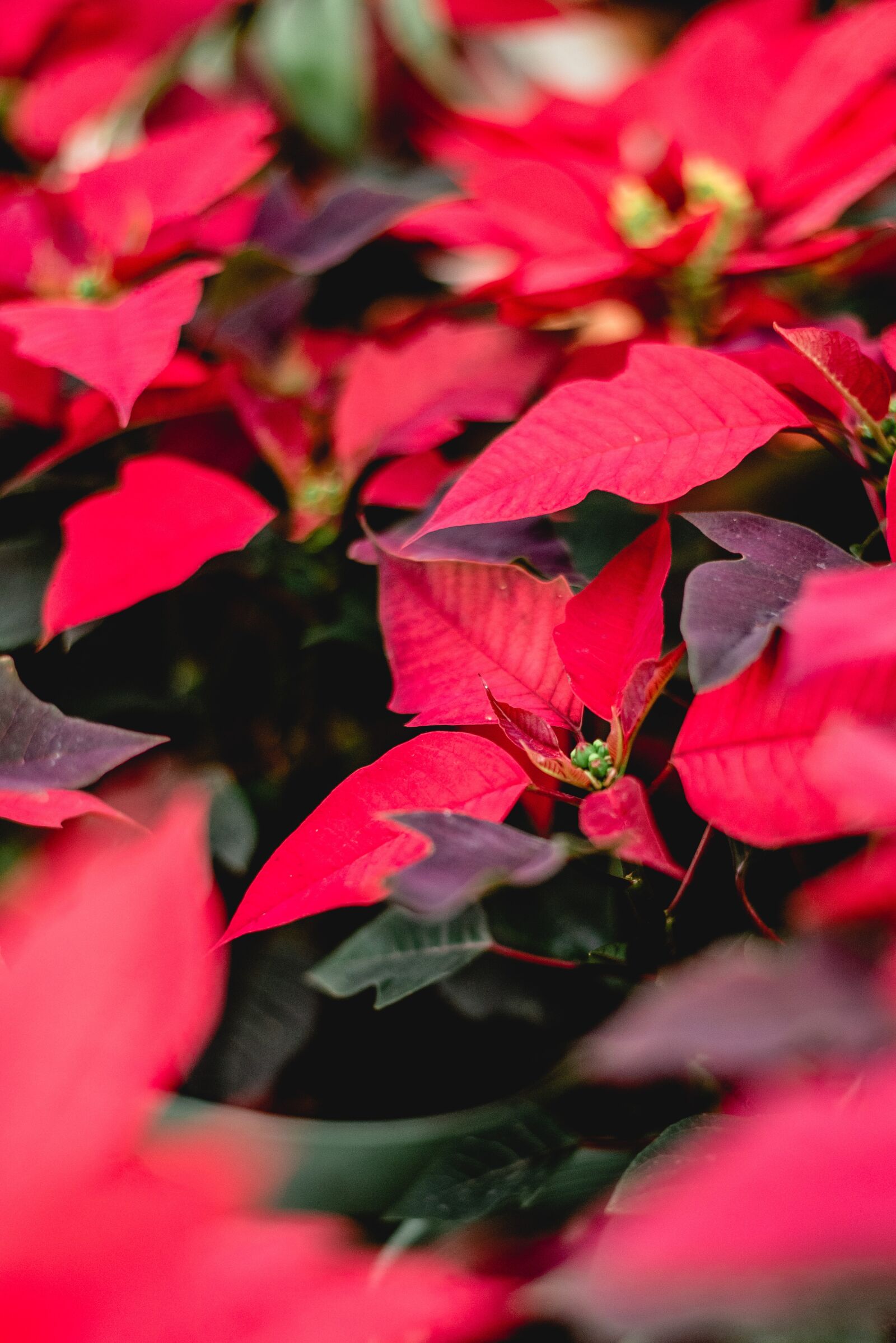 Nikon D750 sample photo. Nature, plants, relax photography