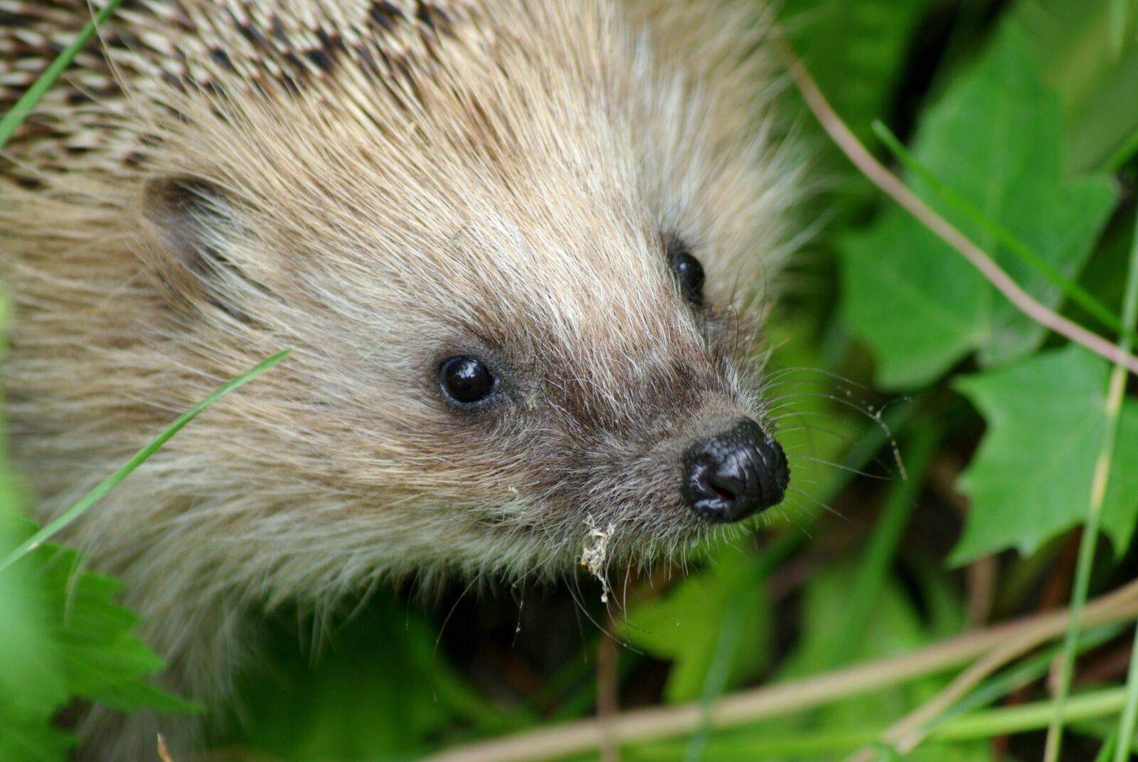 Pentax K200D sample photo. Hedgehog, mammal, in the photography