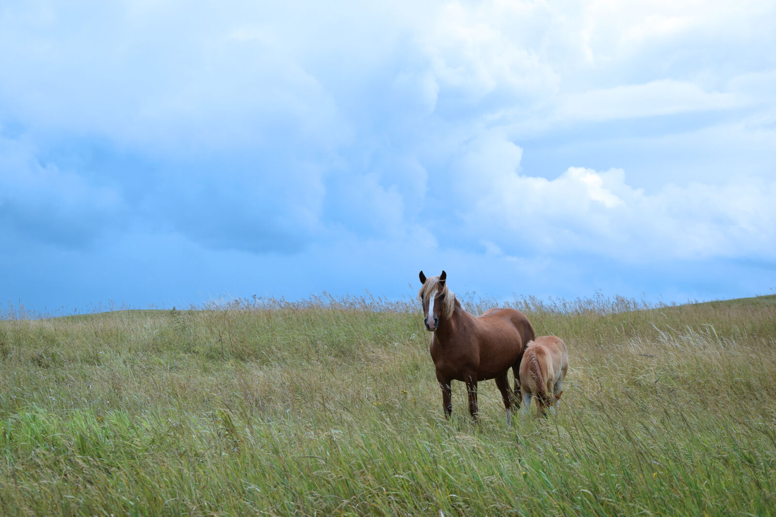 Nikon D3300 sample photo. Clouds, family, farm, field photography