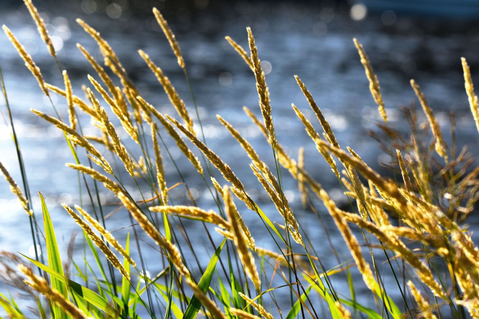 Nikon D750 sample photo. Grass, plant, vegetation photography