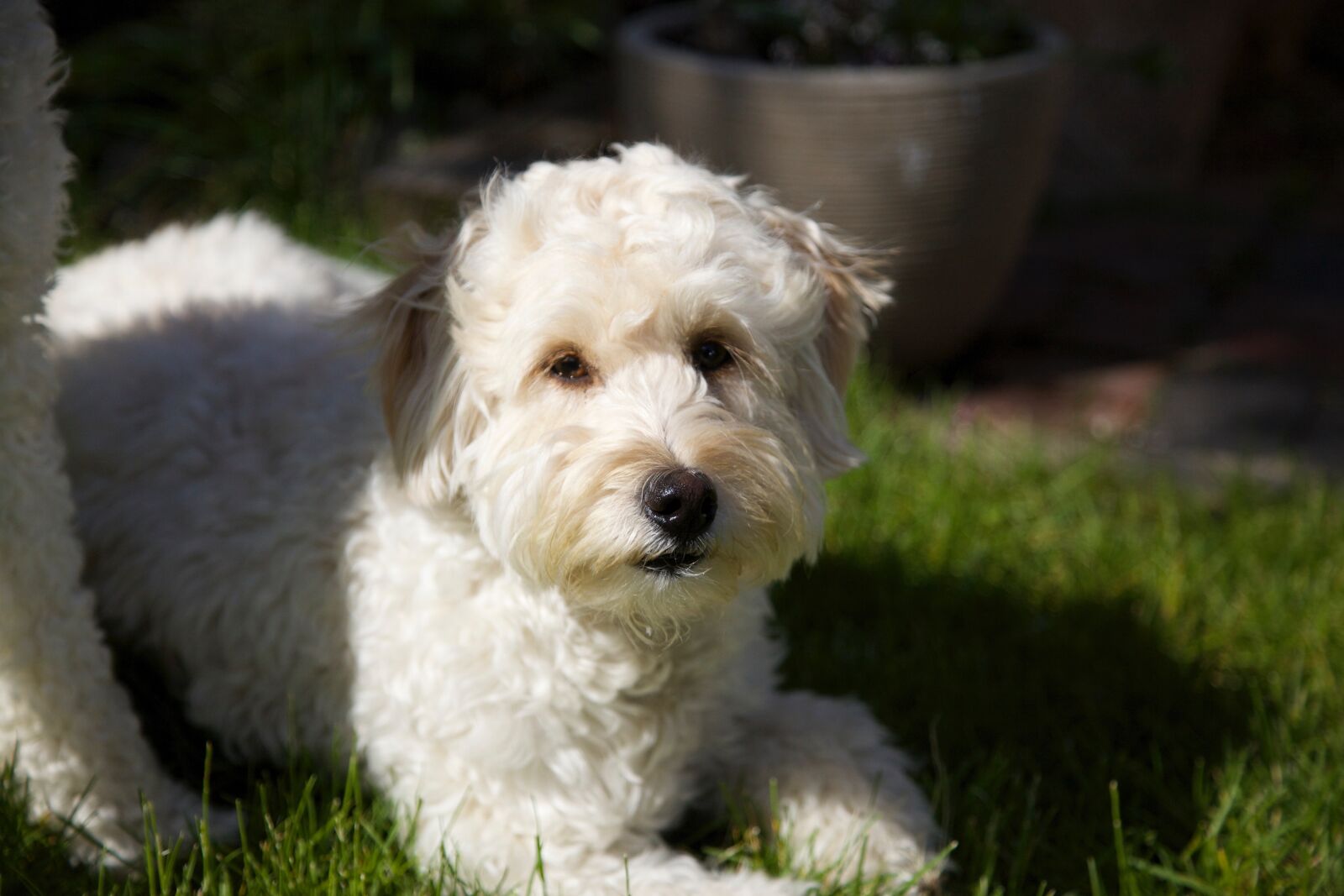 Canon EOS 5D Mark II sample photo. Pup, doggy, cute photography